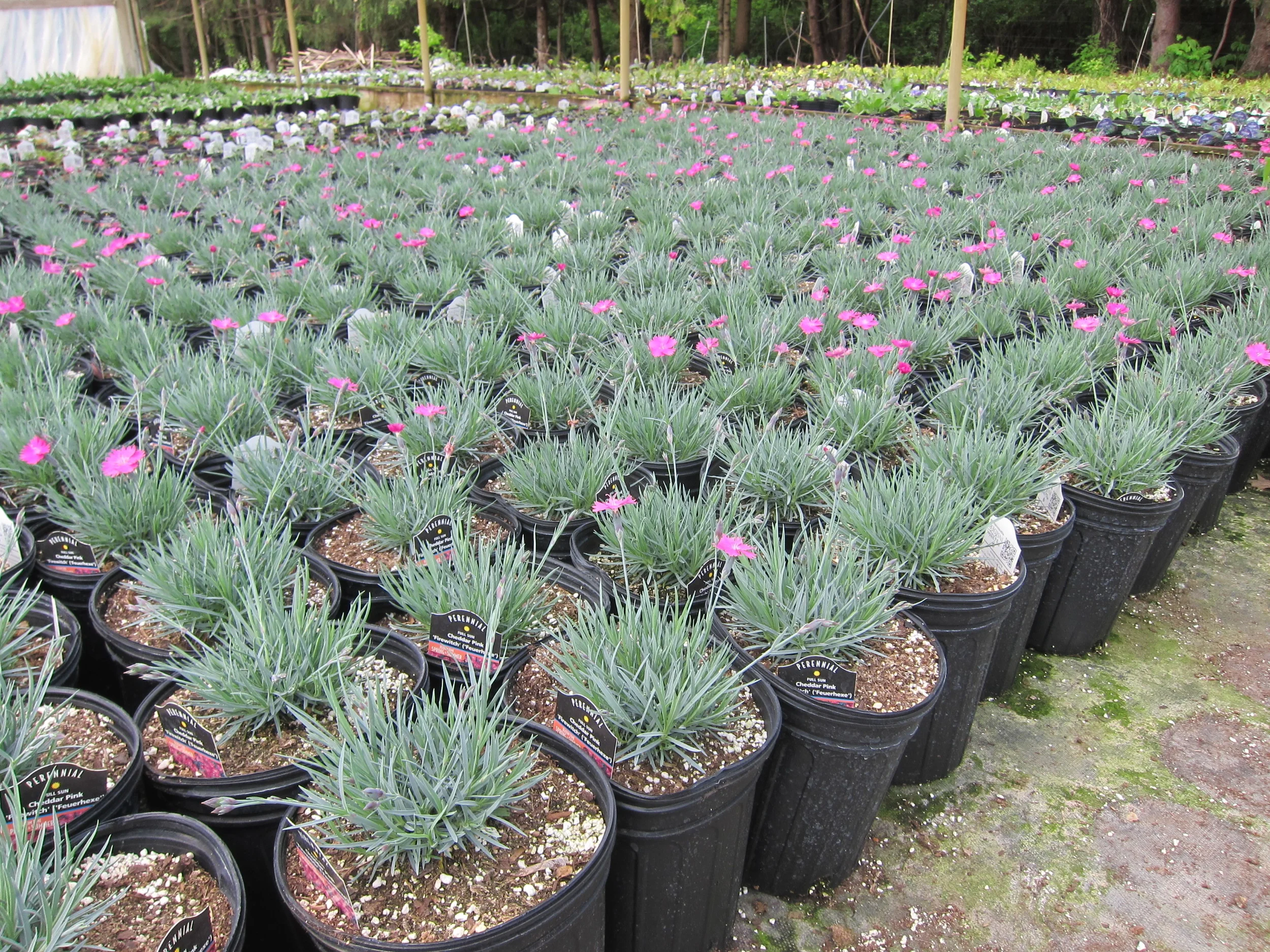 Dianthus ‘Firewitch’