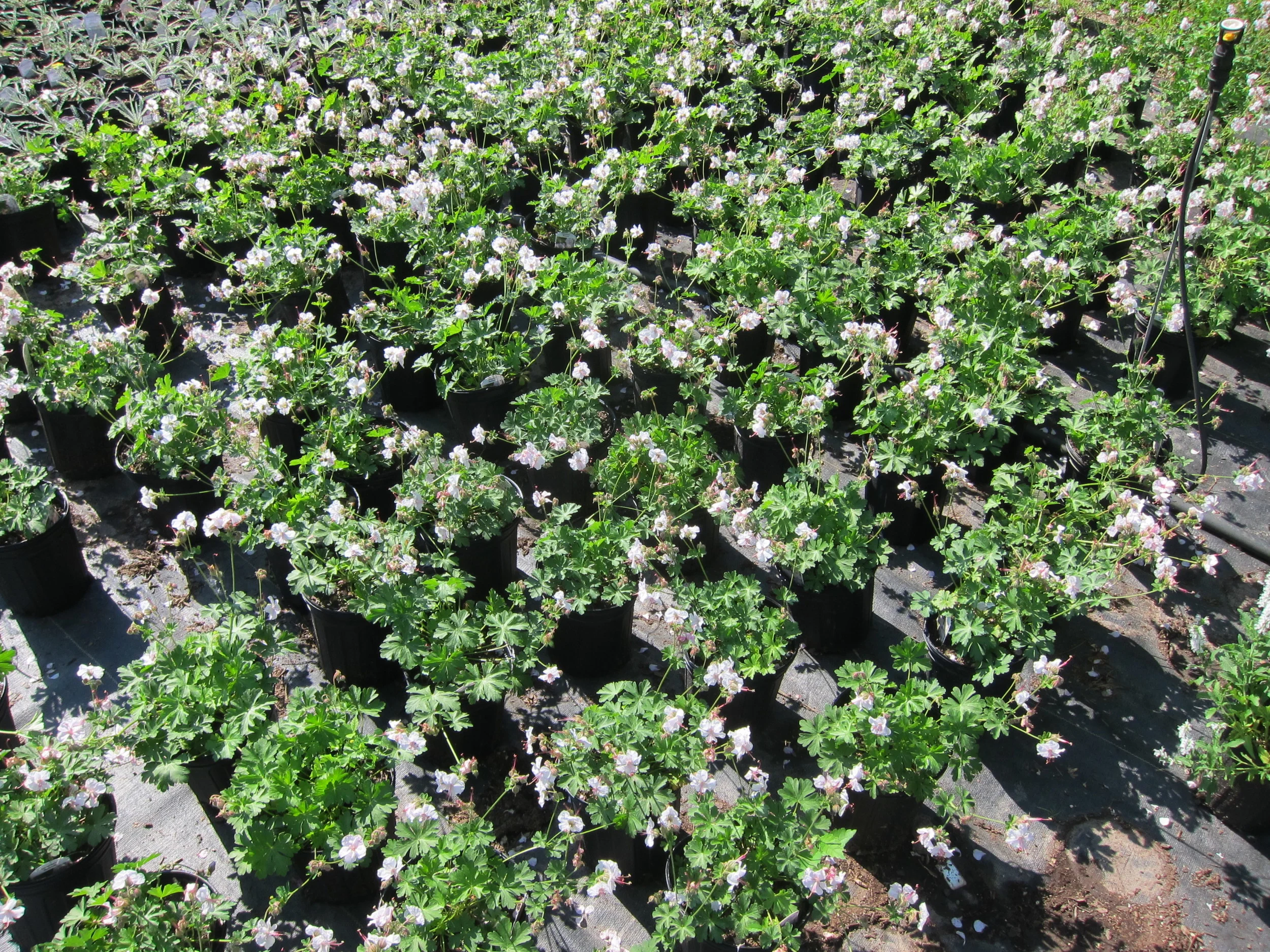 Geranium_Biokovo6-27.JPG