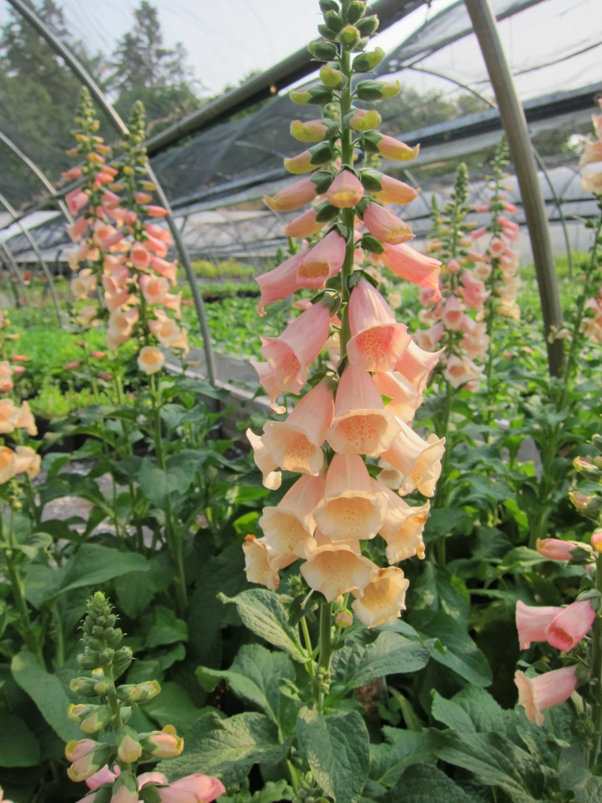 Digitalis_DalmationPeach7-3.JPG