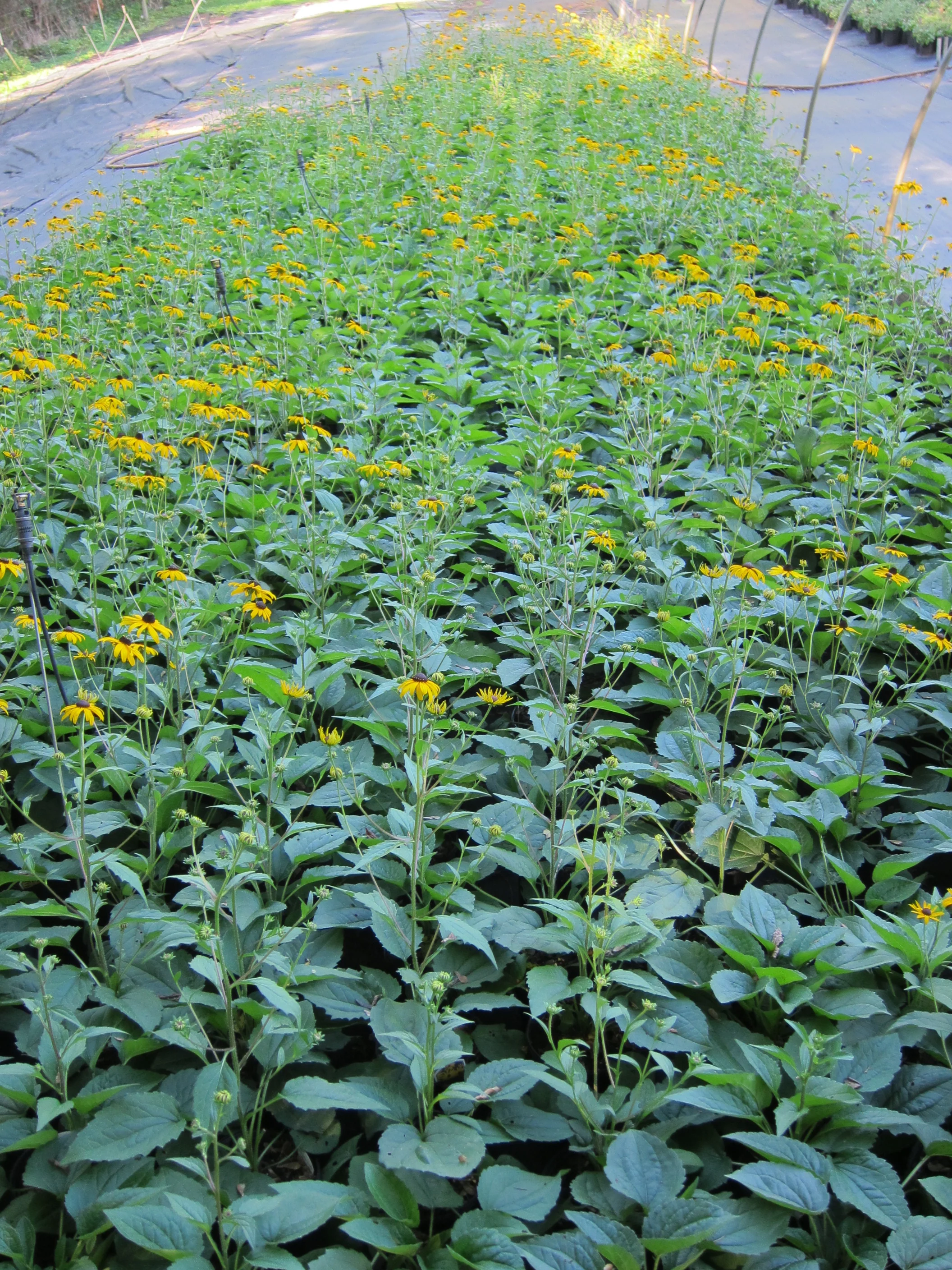 Rudbeckia_Goldsturm9-11.JPG