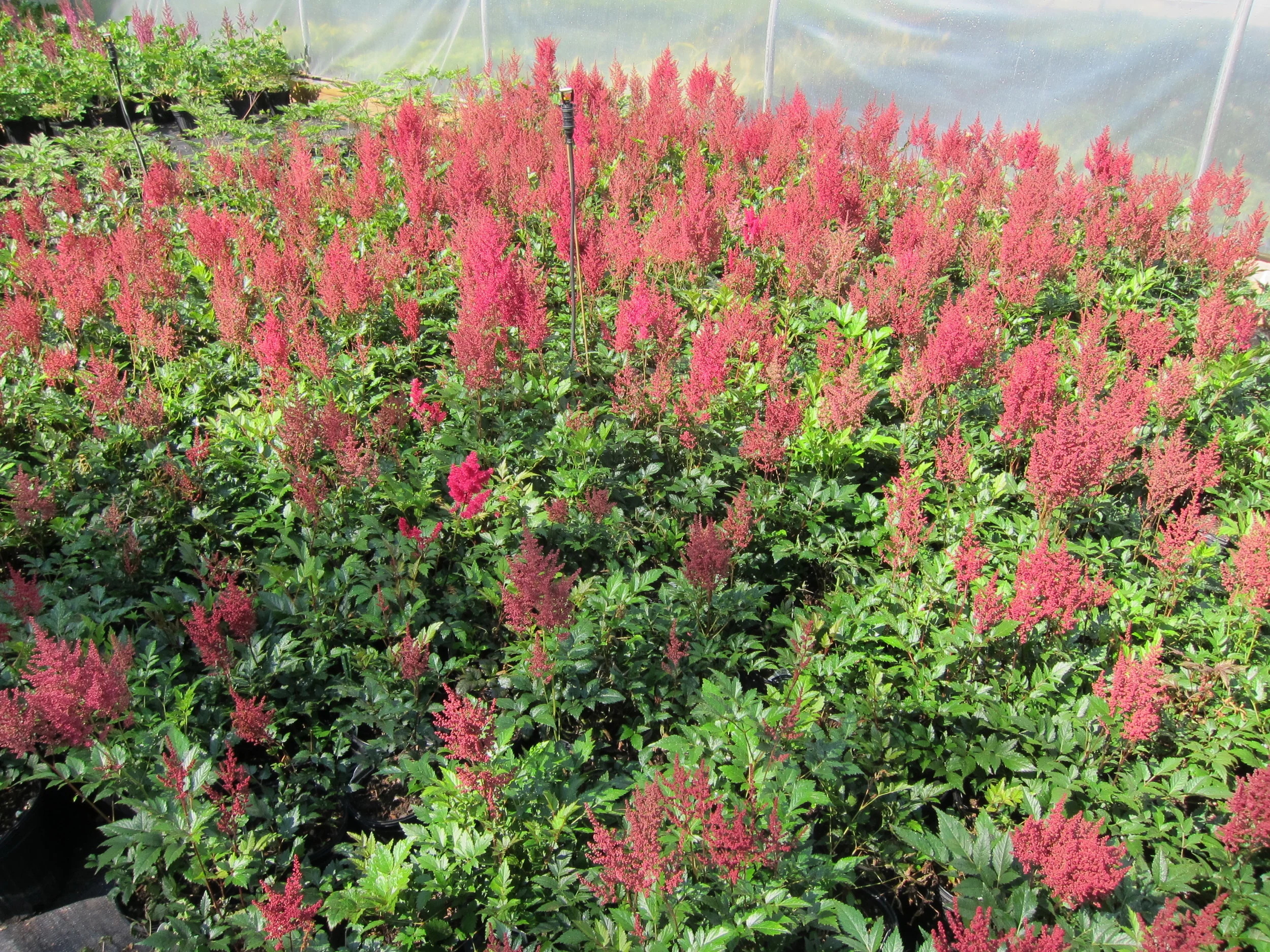 Astilbe_Montgomery6-27.JPG