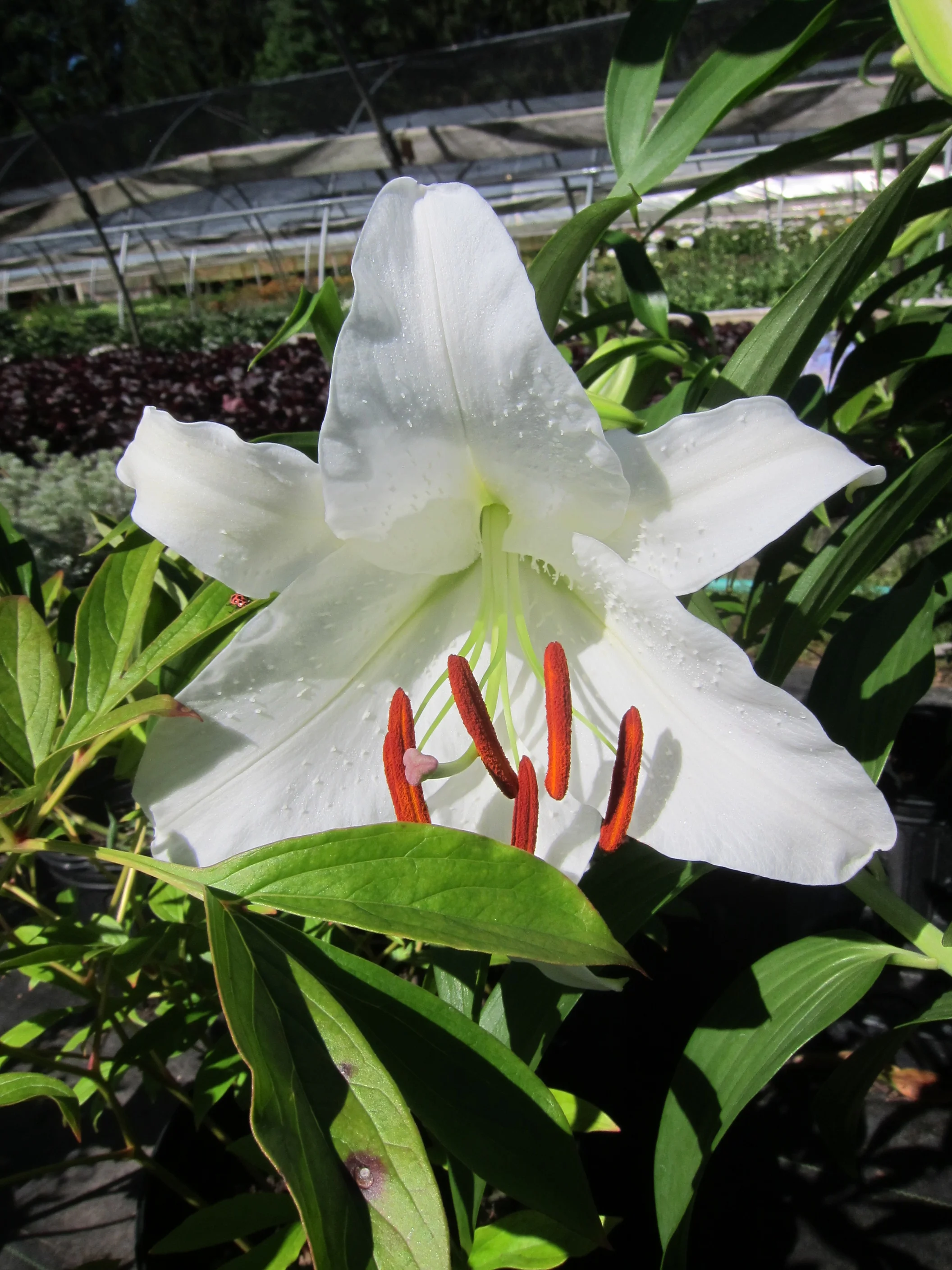 Lilium orientalis 'Casa Blanca'