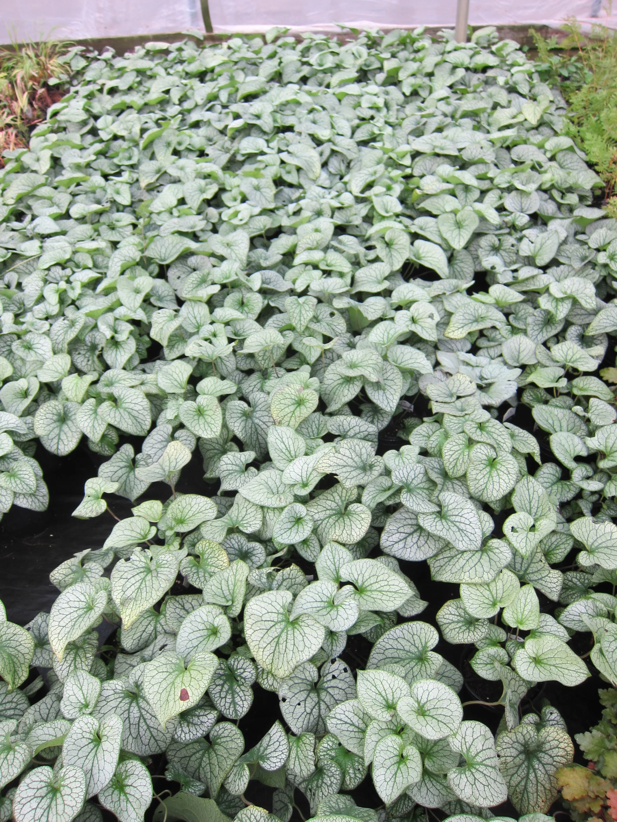 Brunnera 'Alexander's Great'