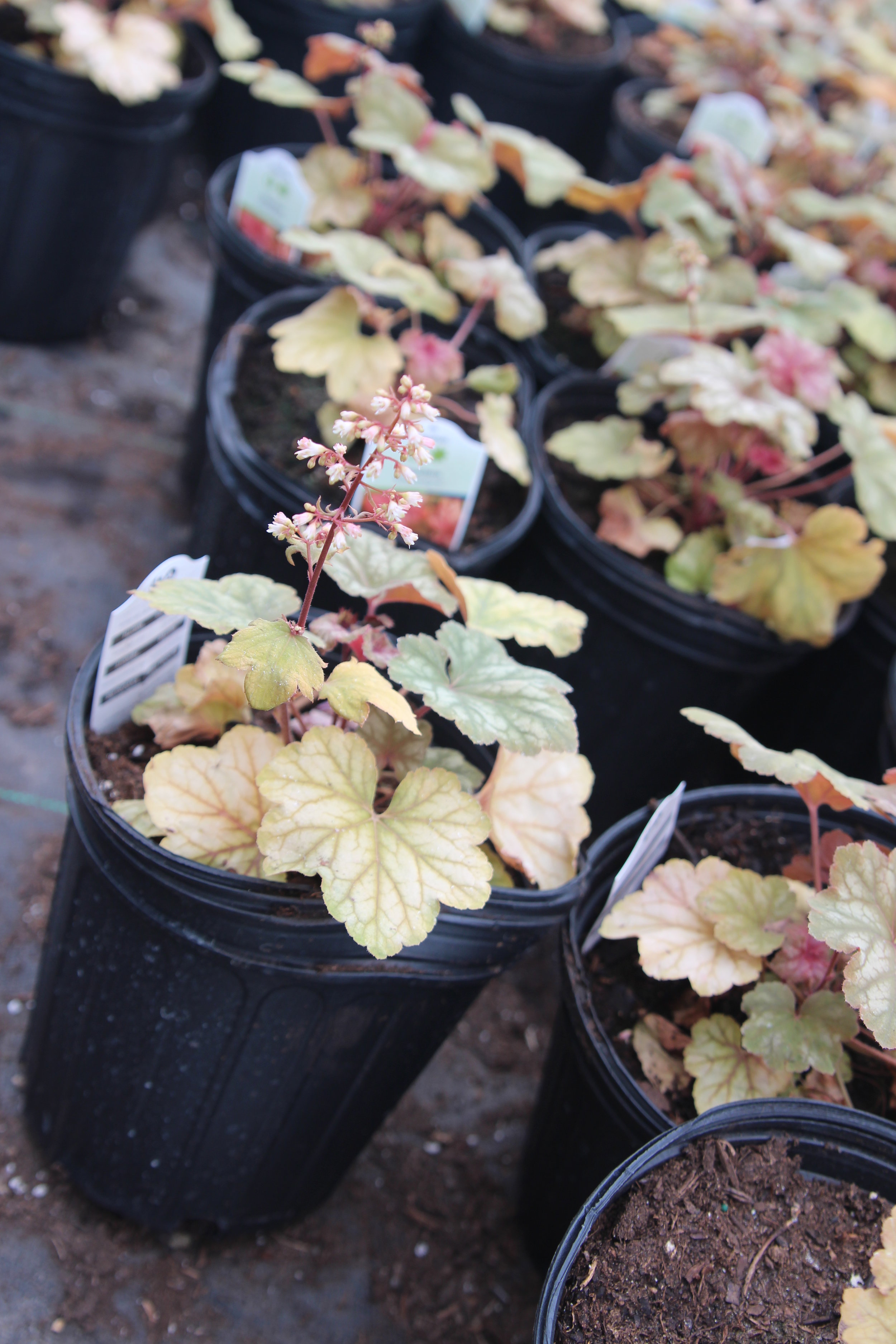 Heuchera_Champagne5-11.JPG