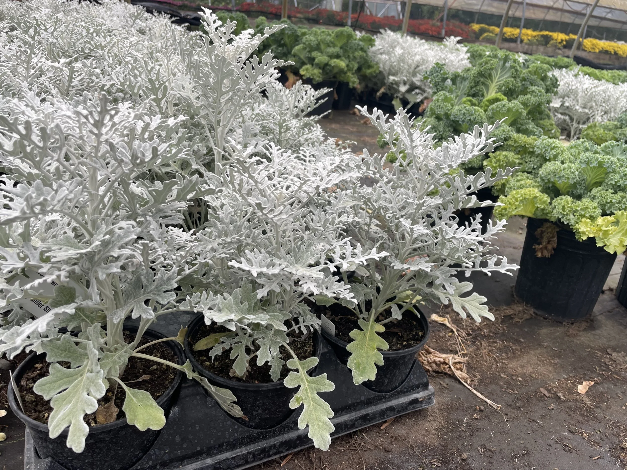 Availability — Twin Orchards Nursery