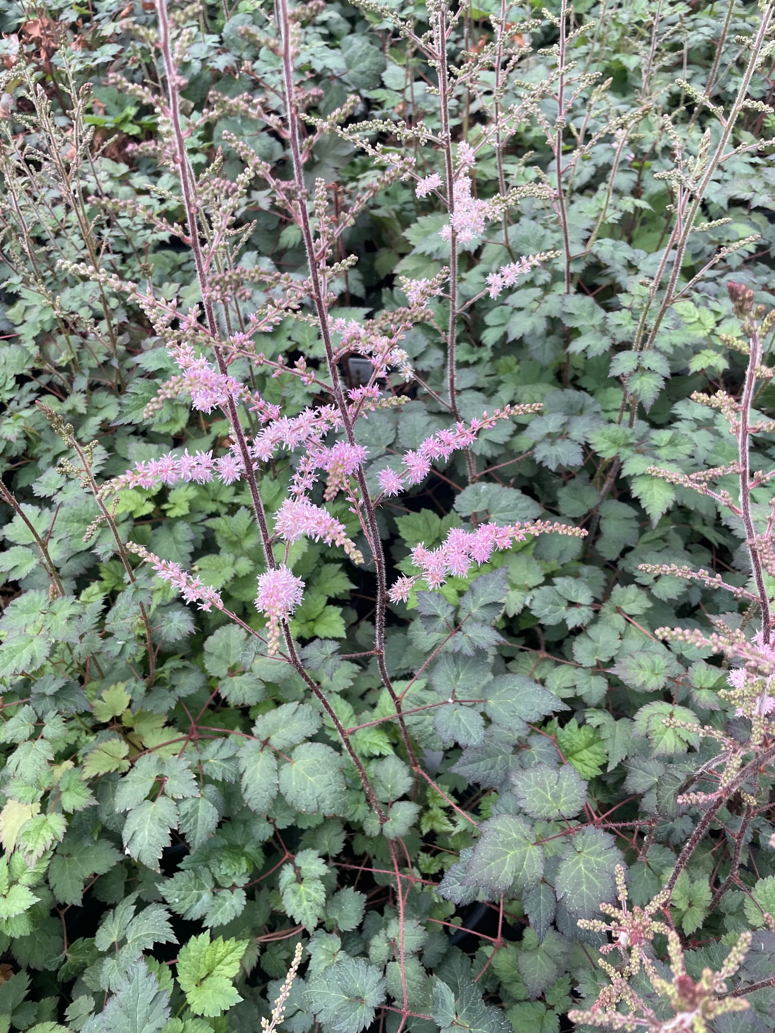 Astilbe 'Color Flash'