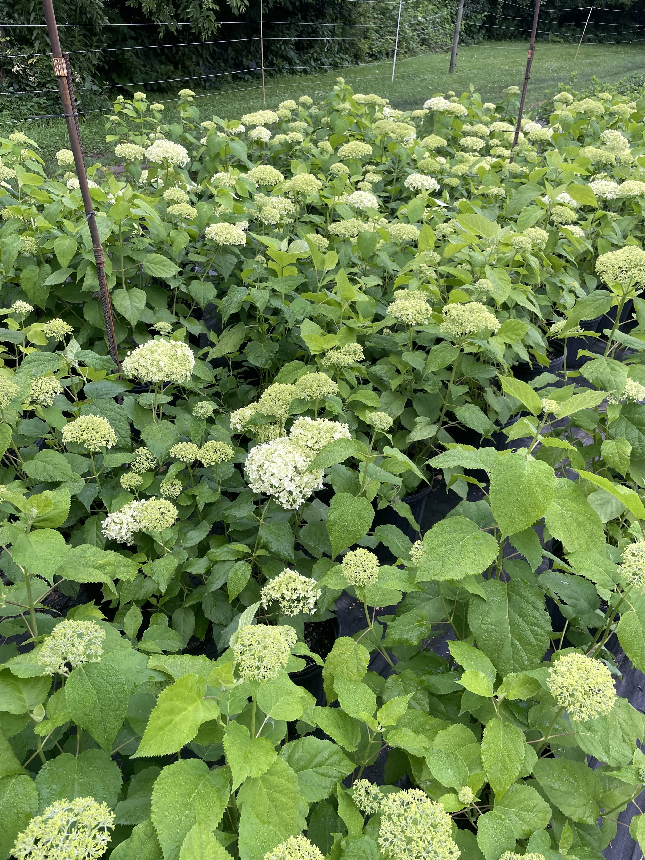 Hydrangea 'Annabelle'