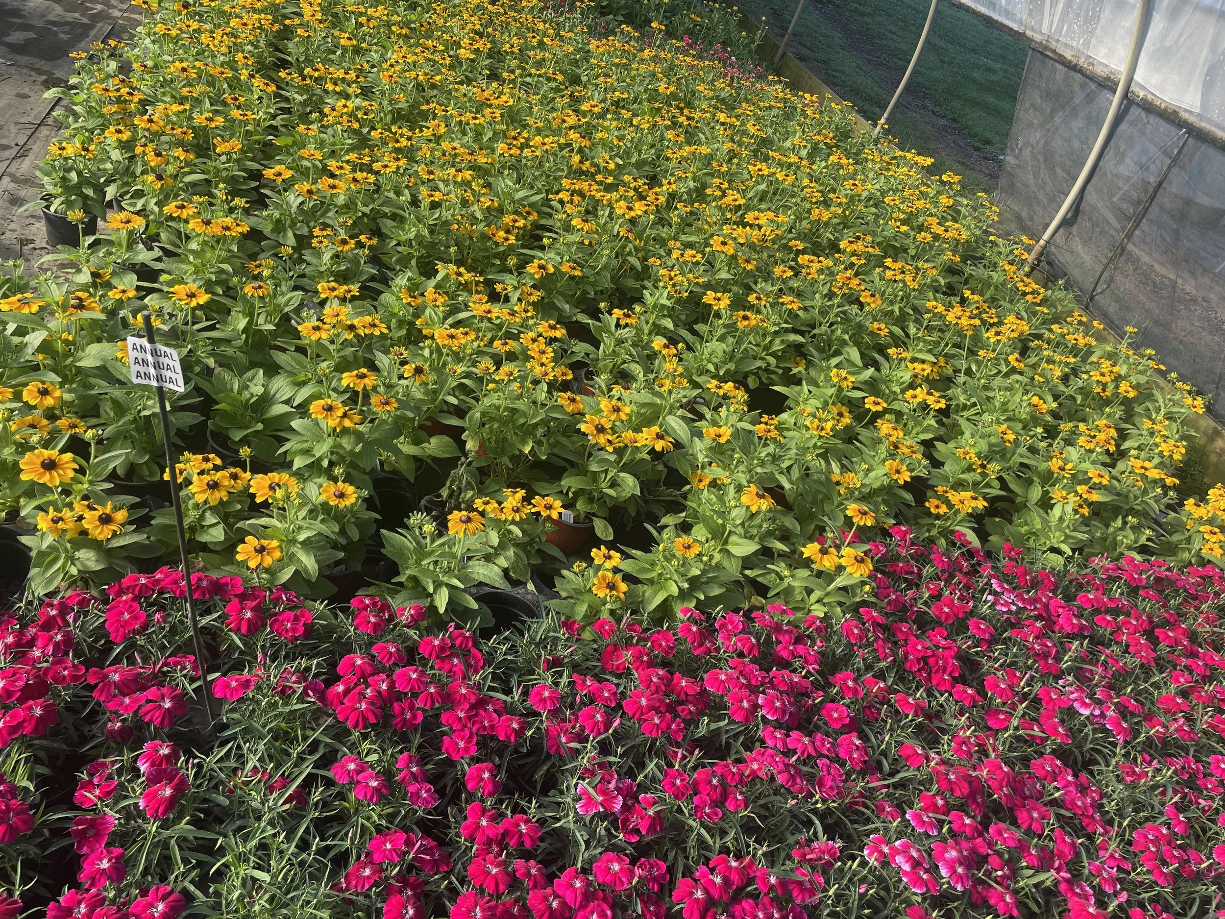 Dianthus 'Coronet Cherry' and Rudbeckia 'Toto Gold' (fall annuals)