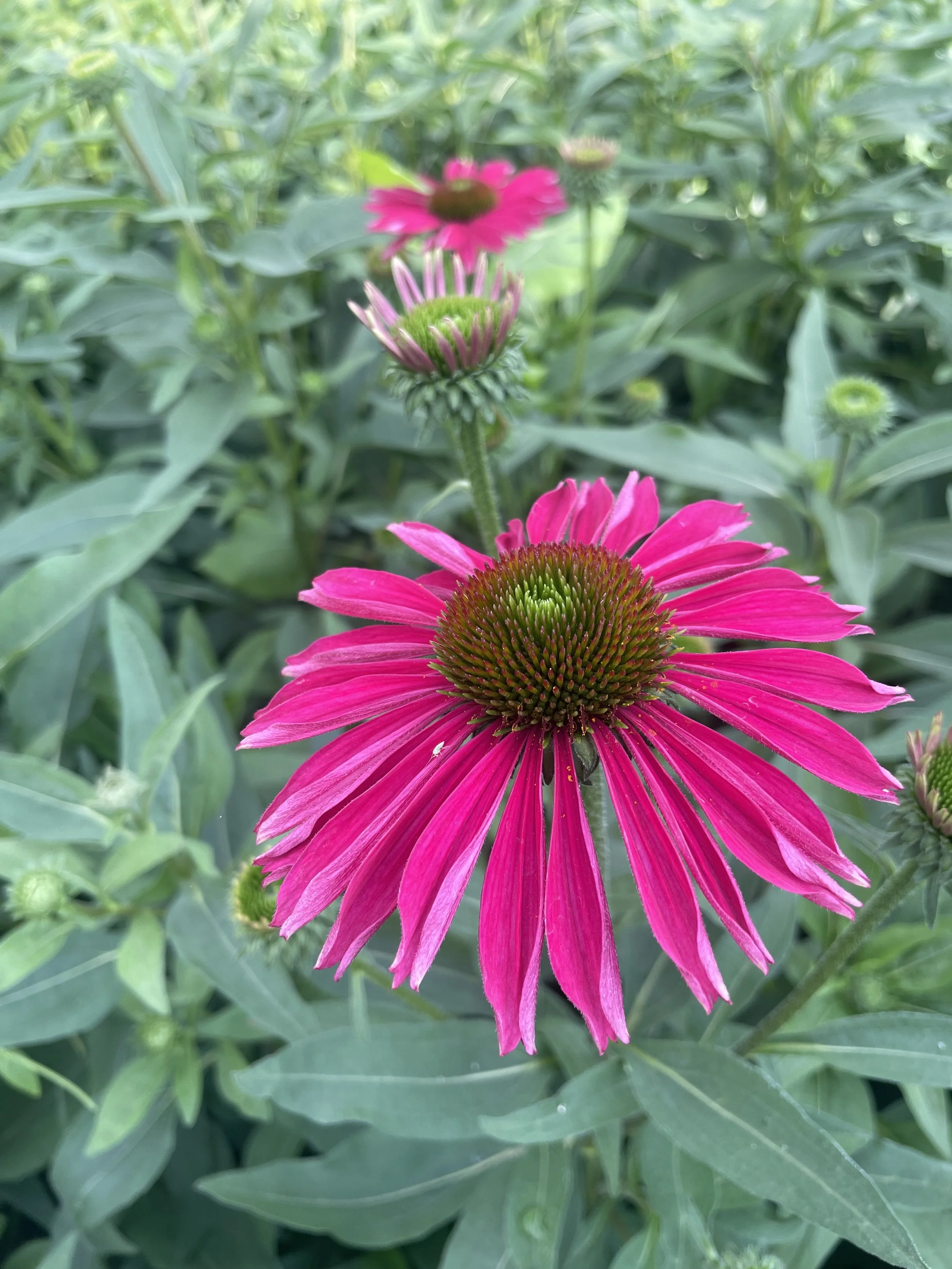 Echinacea 'Kismet Raspberry'