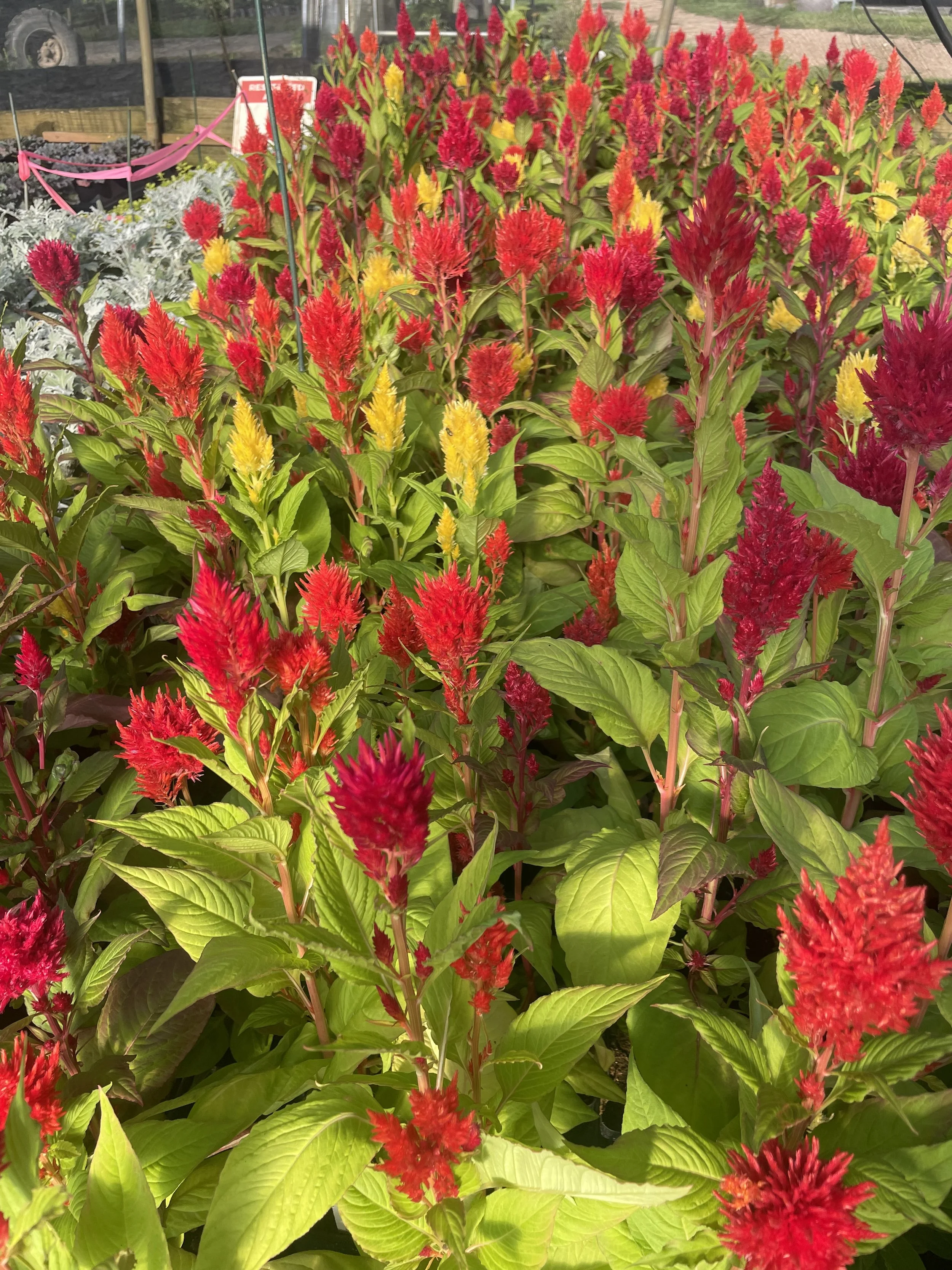 Celosia 'Bright Sparks' (annual)