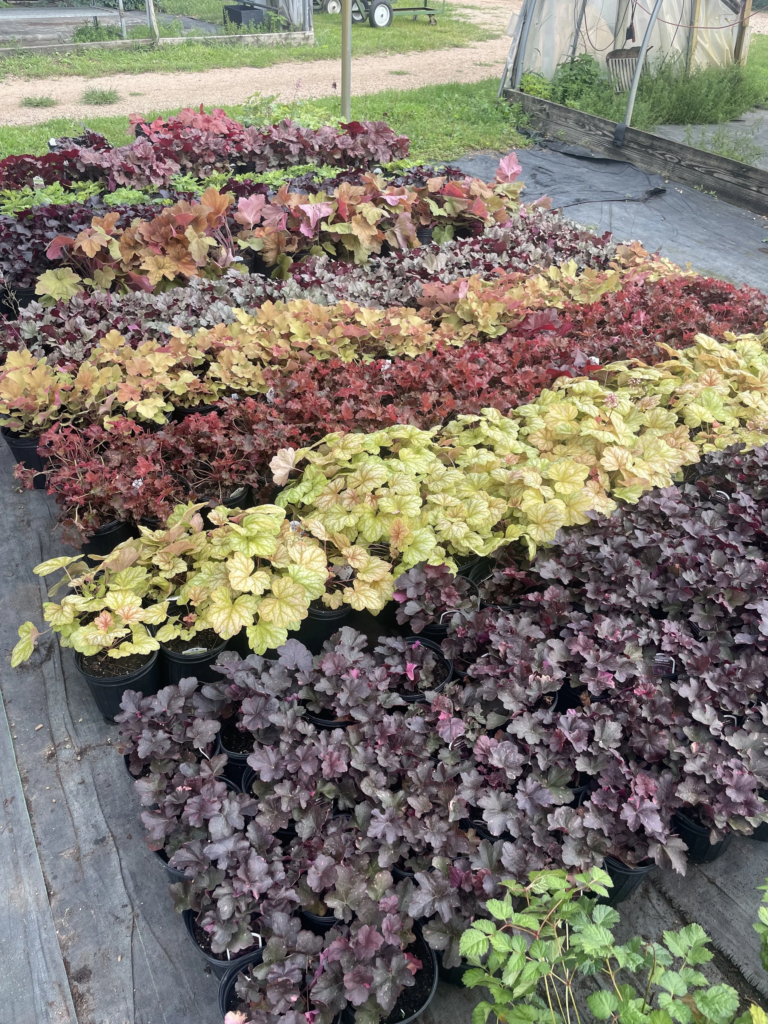 Various Heuchera (coral bells) ready for fall pots and plantings