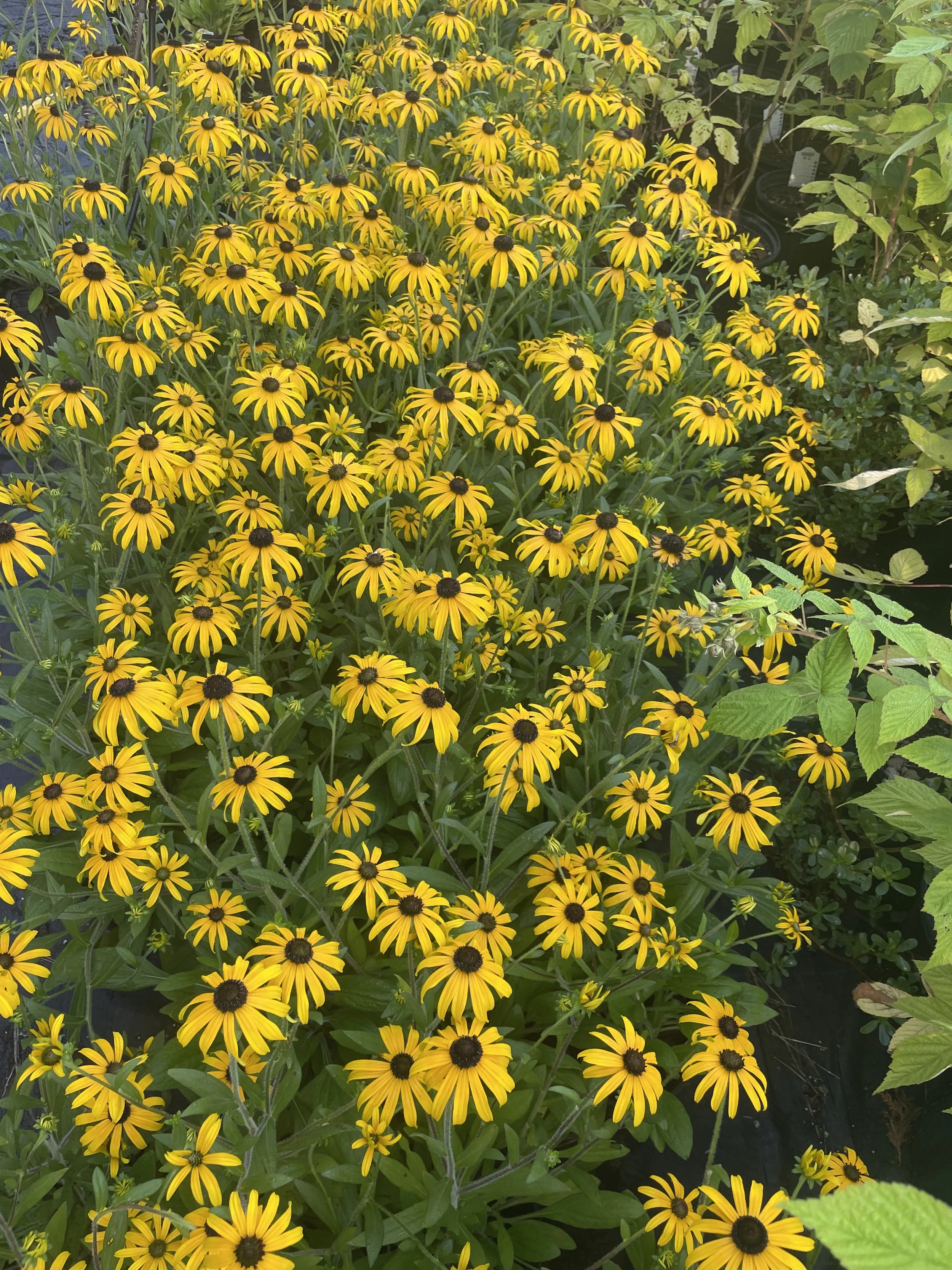 Rudbeckia 'American Gold Rush'