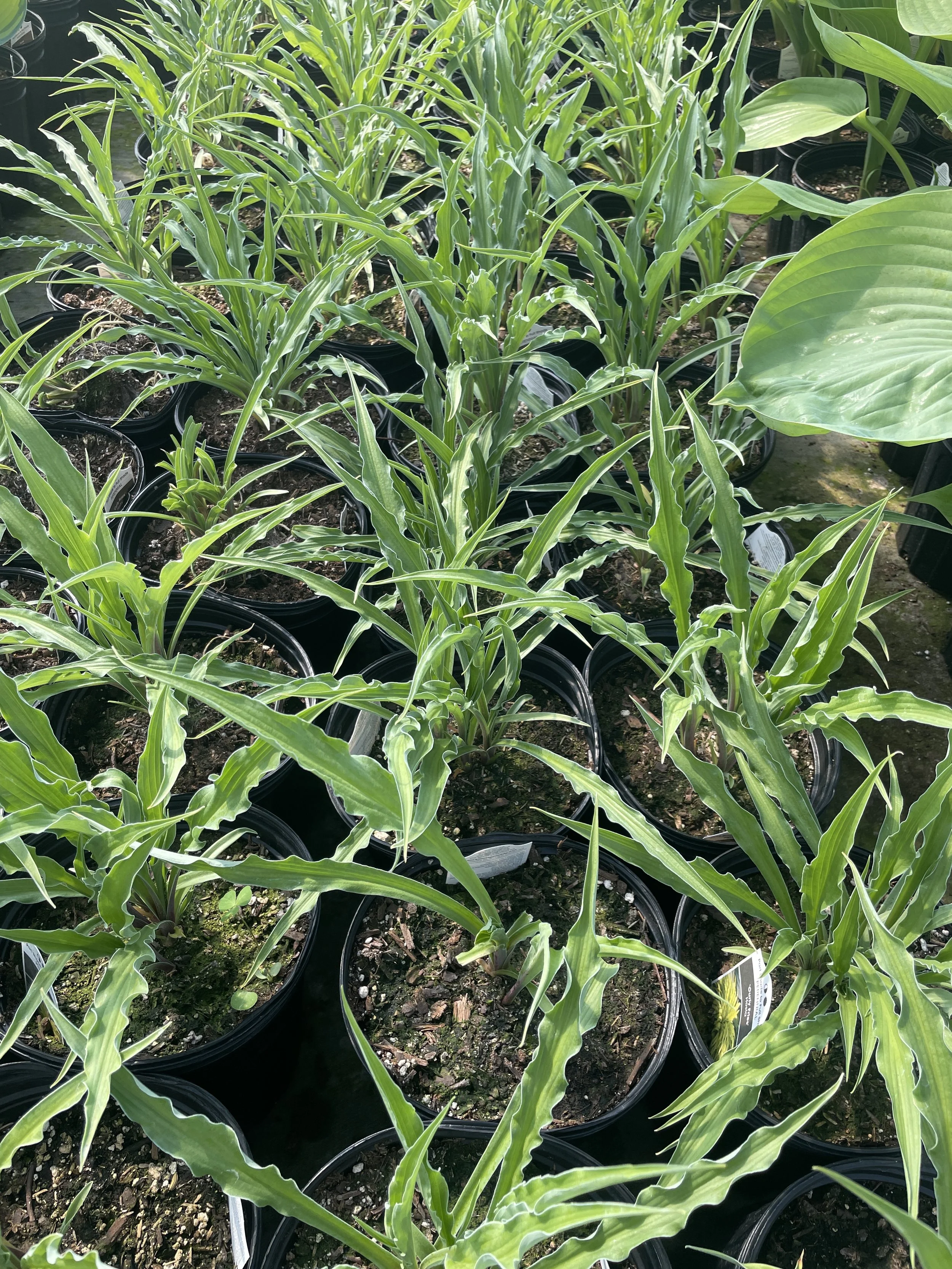 Hosta 'Curly Fries'