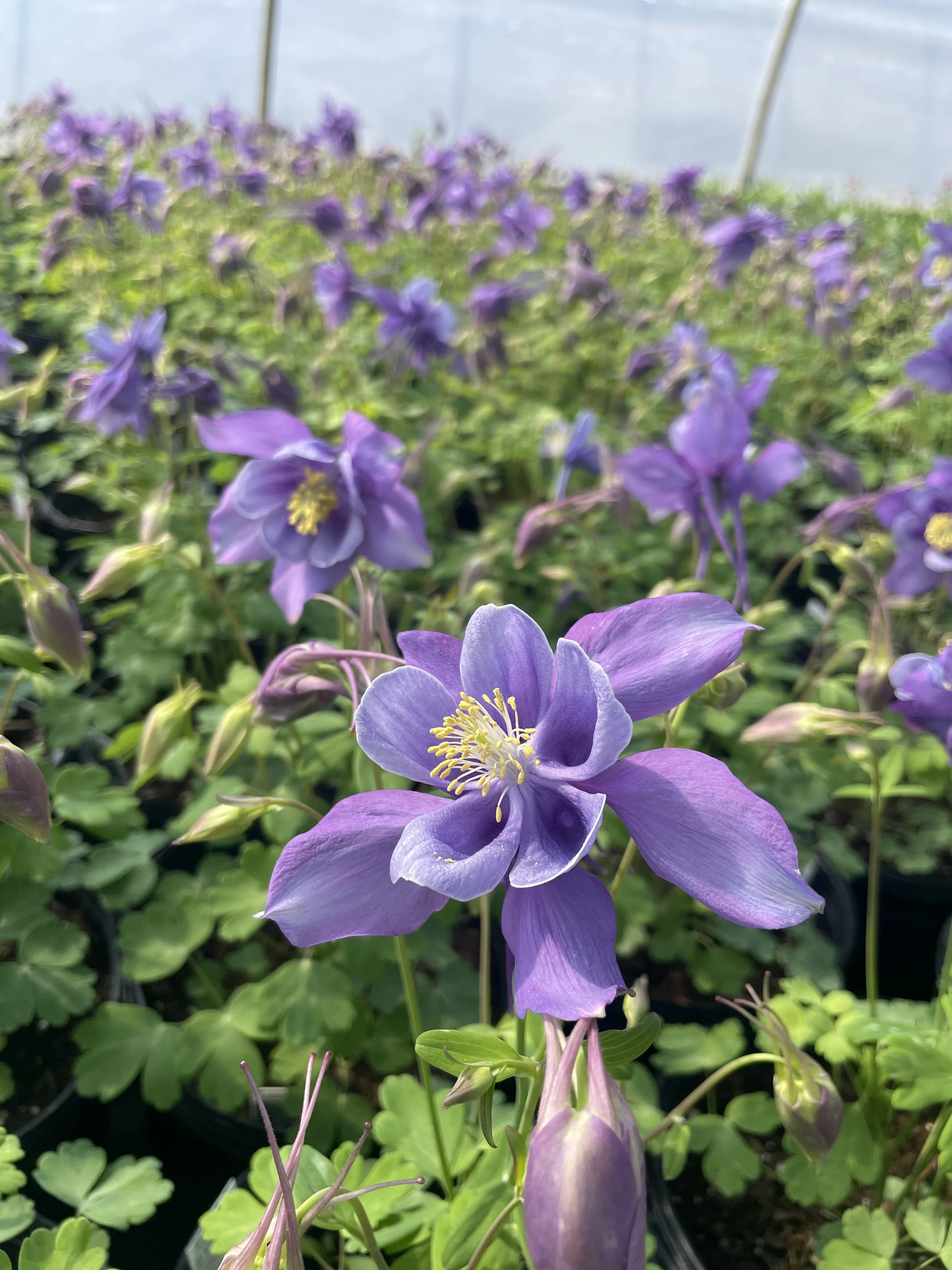 Aquilegia 'EarlyBird Purple and Blue'