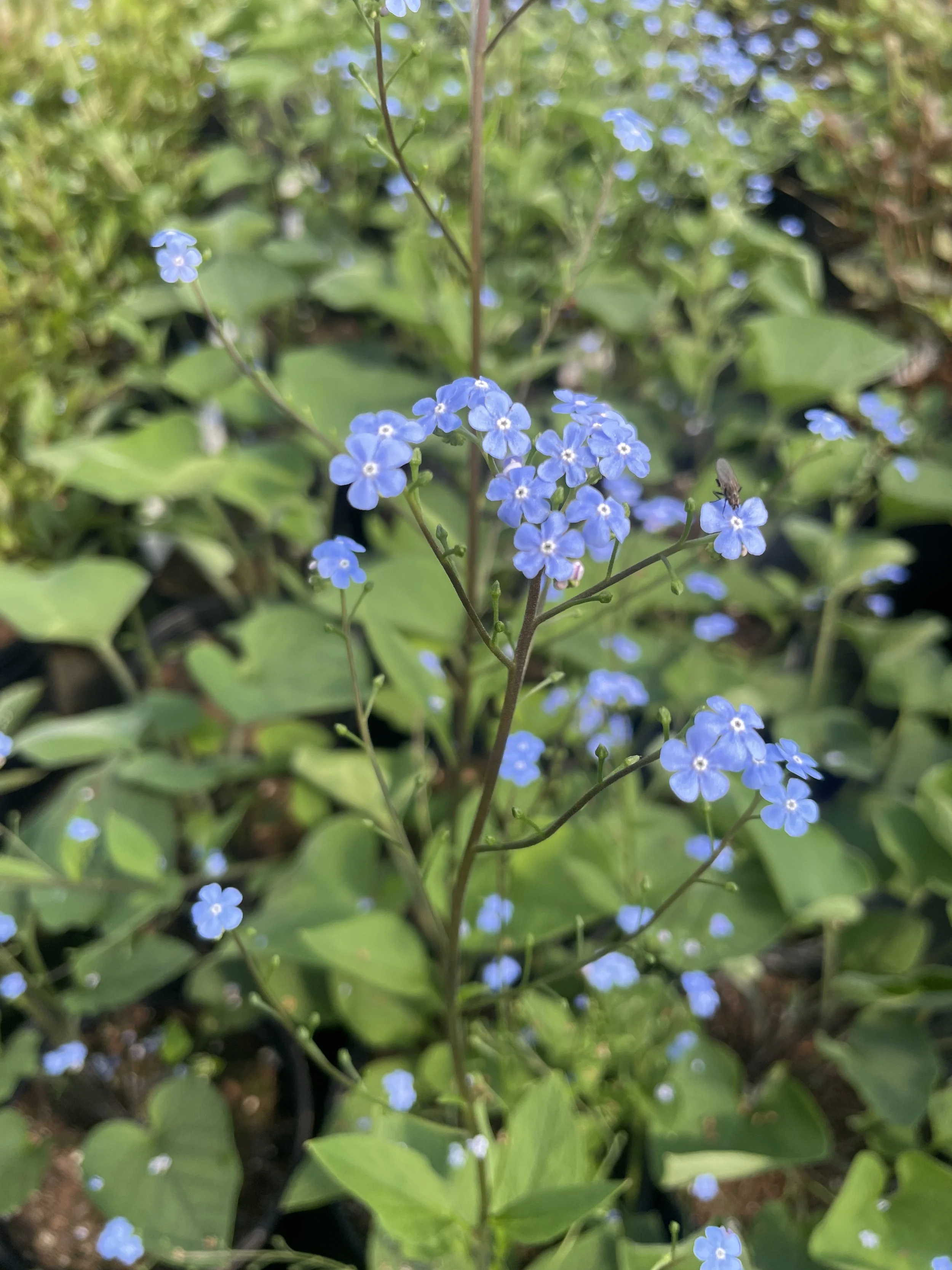 Brunnera macrophylla