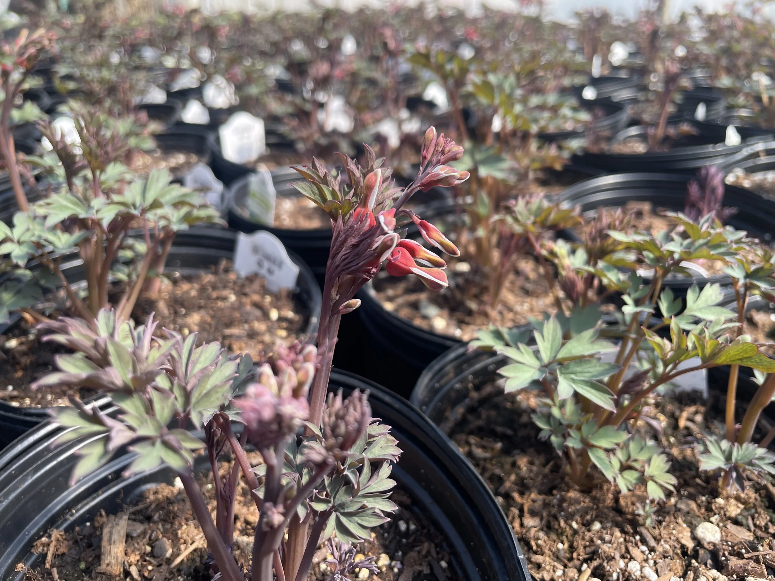 Dicnetra 'Valentine'
