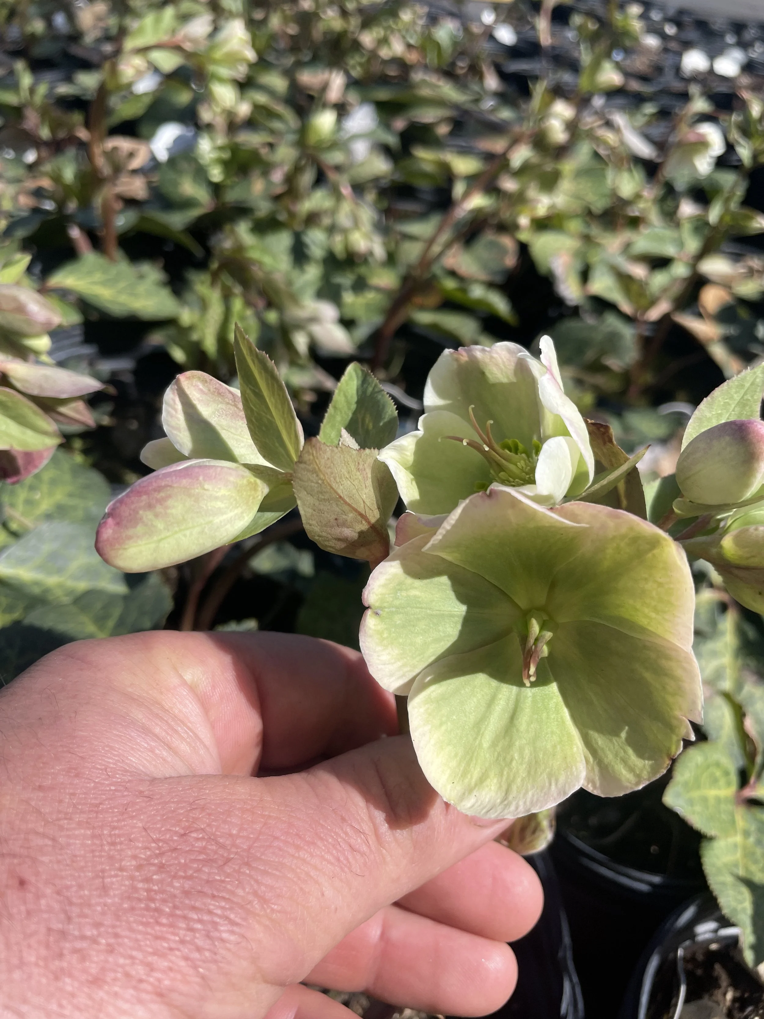 Helleborus 'Frostkiss Molly's White'