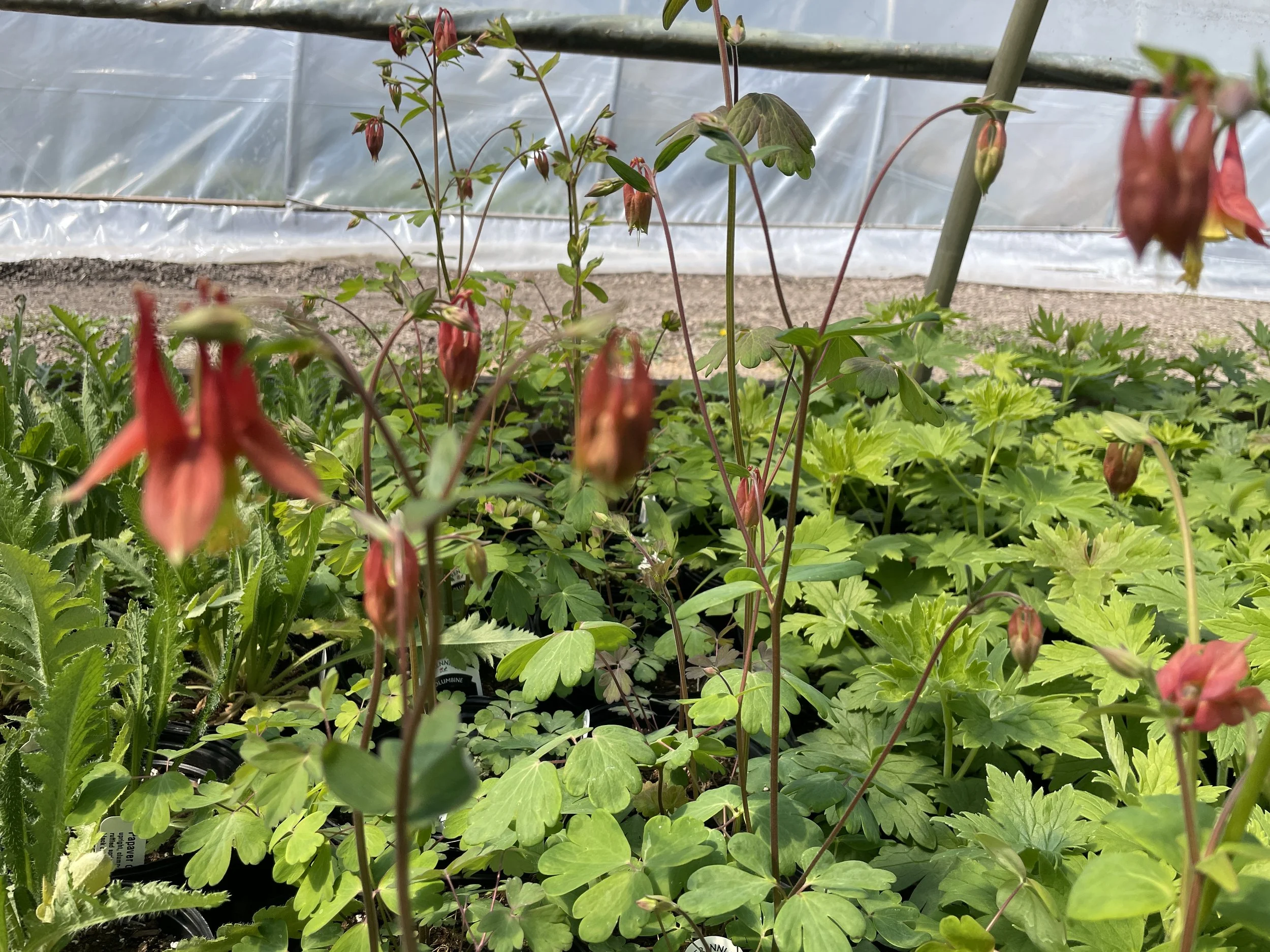 Aquilegia canadense (native)