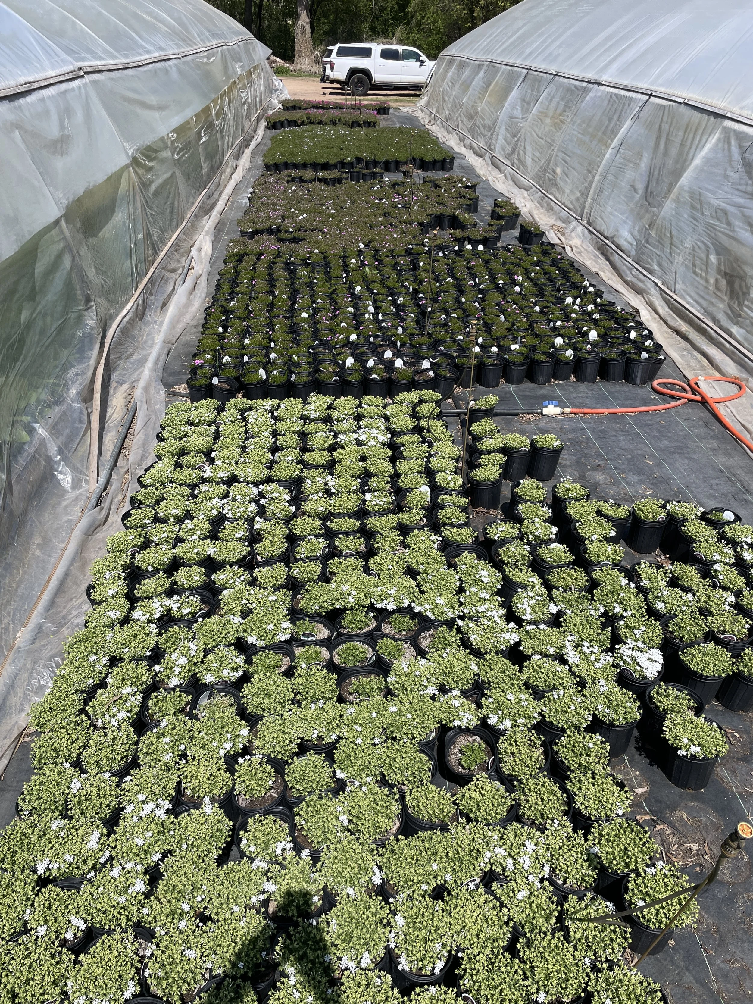 Phlox creeping, all are about to bloom!