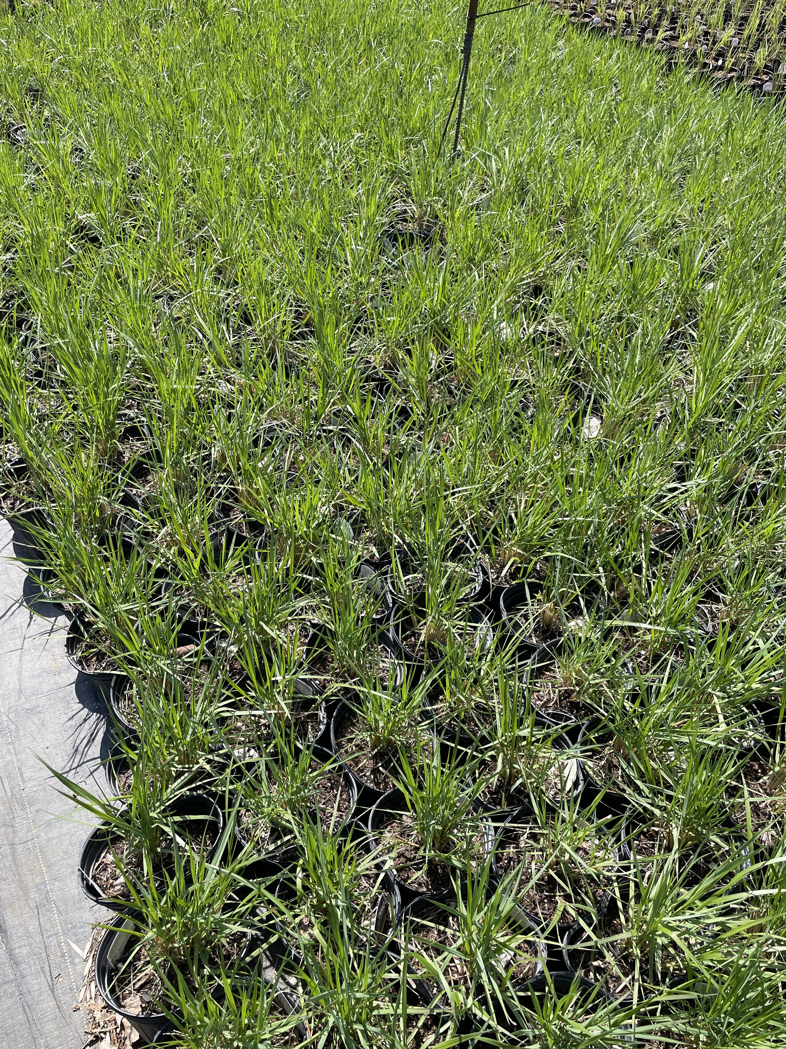 Grass Calamagrostis 'Karl Foerster'