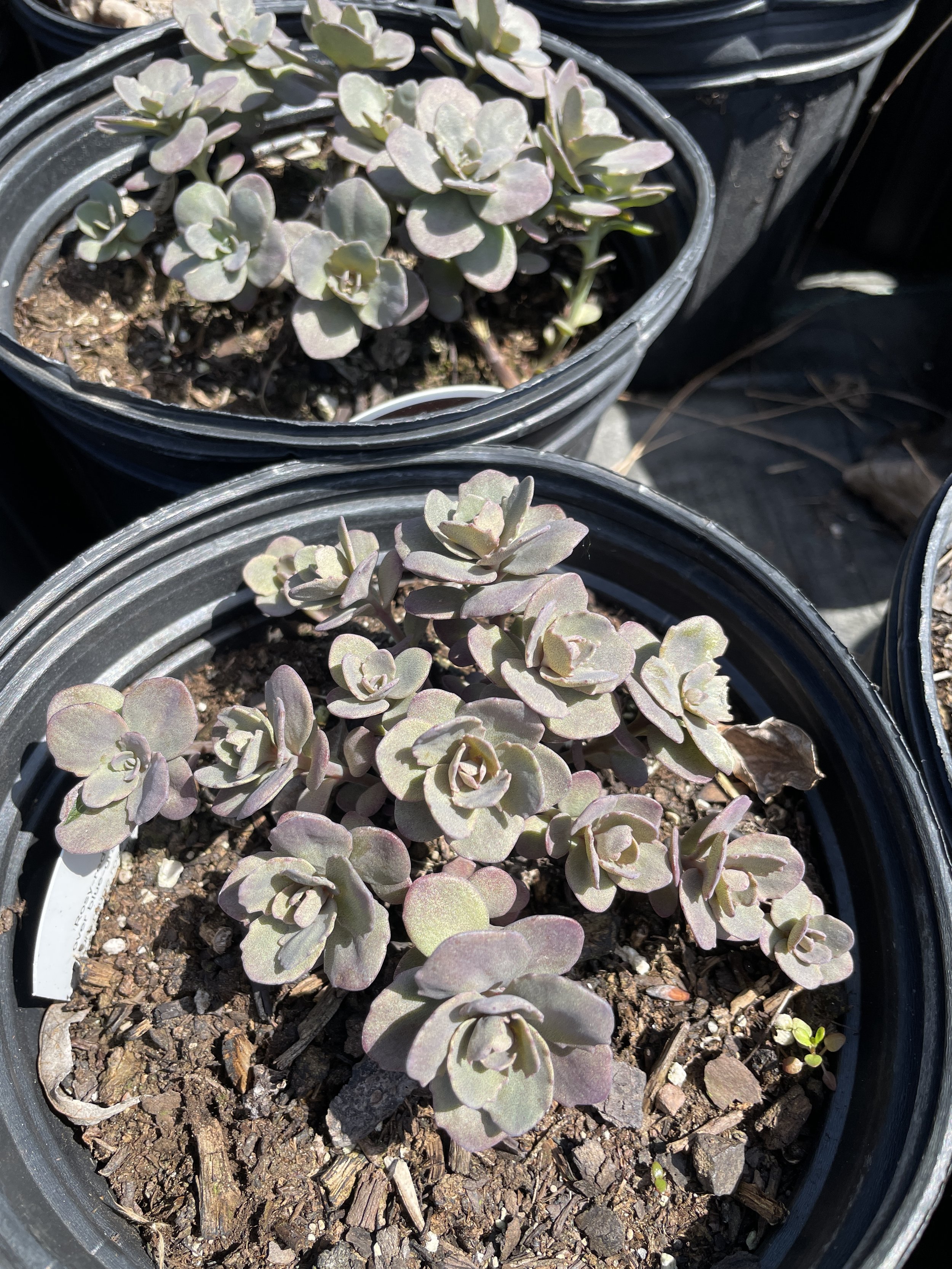 Sedum 'Dazzleberry'