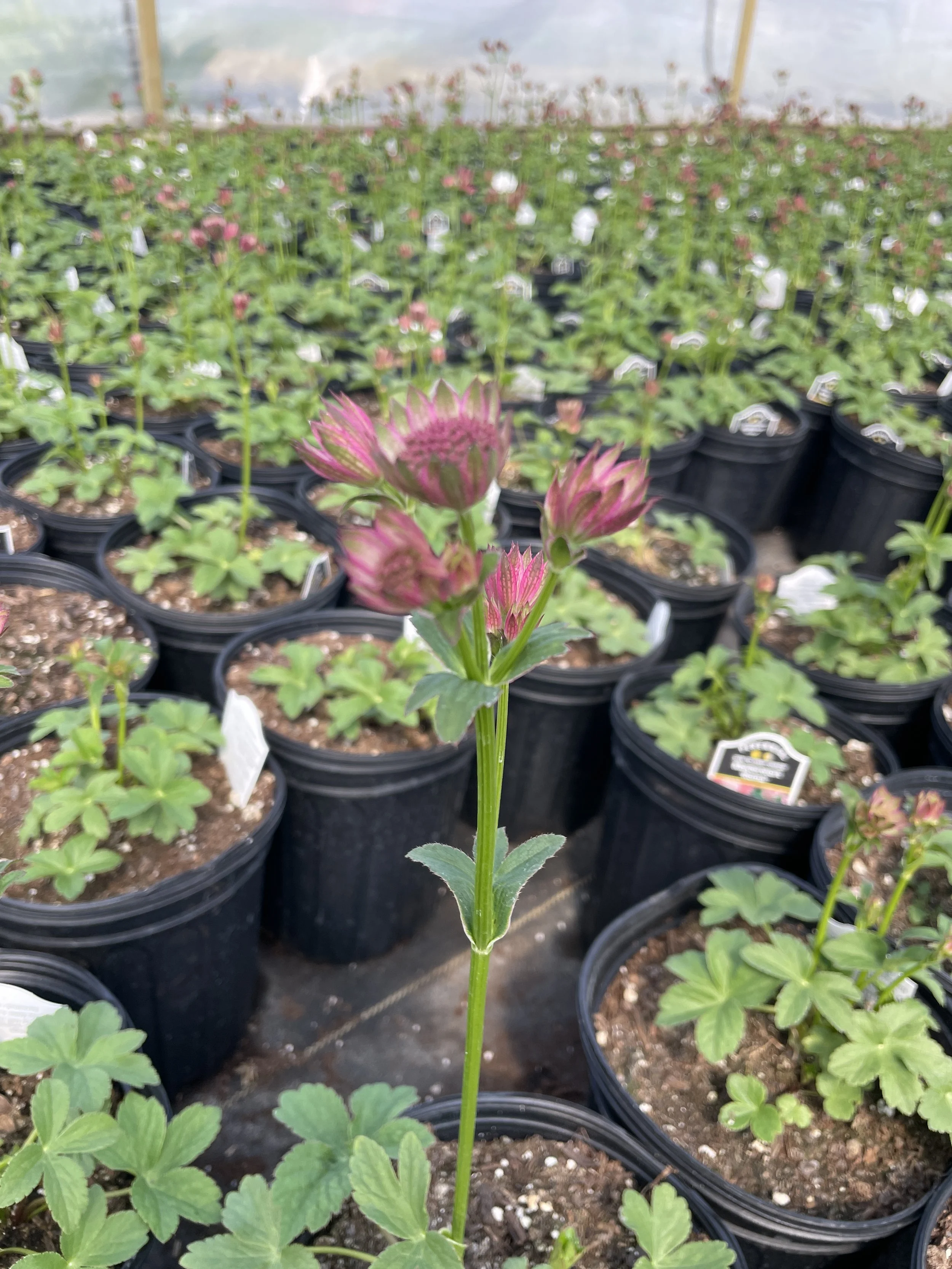 Astrantia 'Roma'