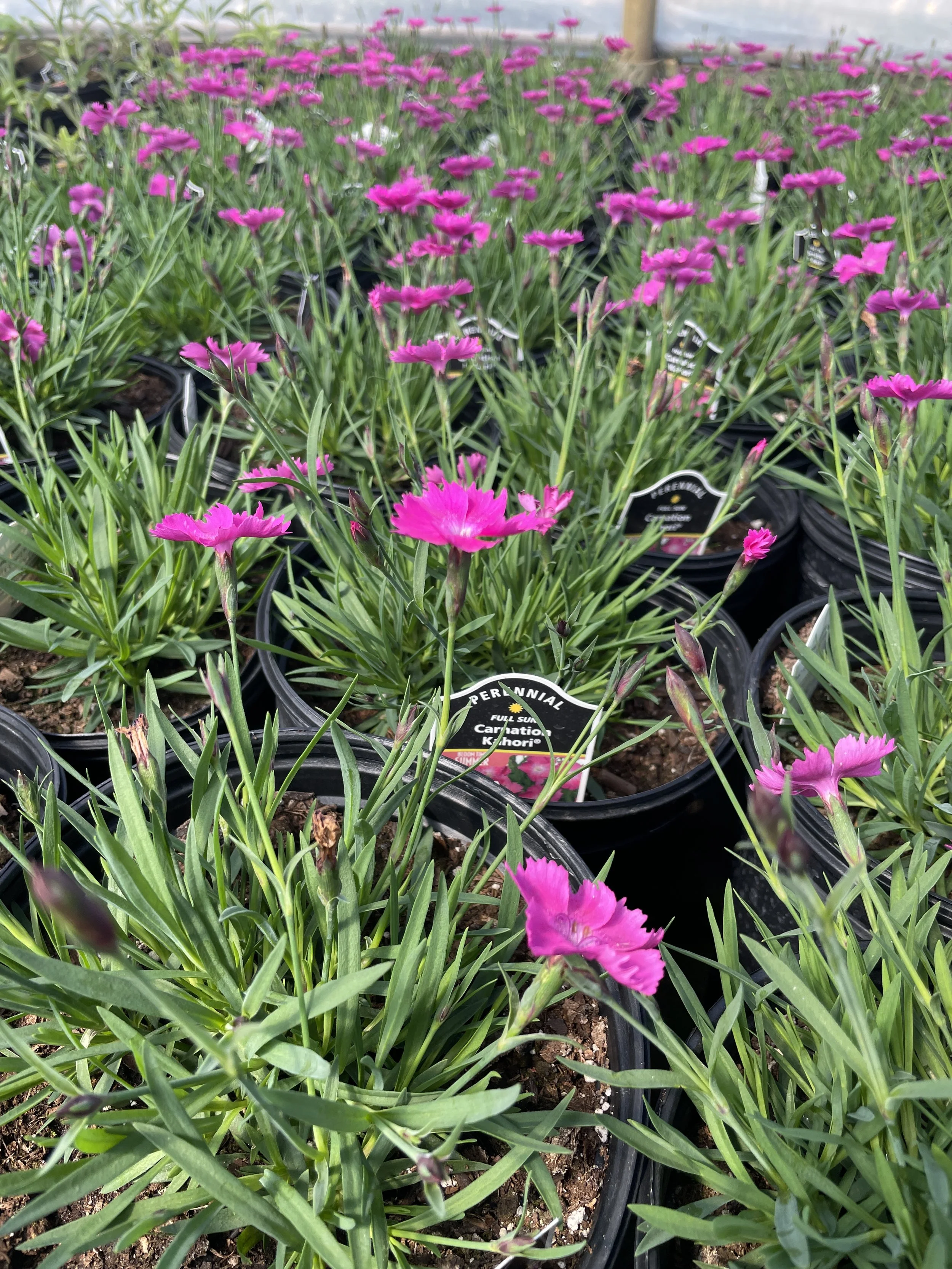 Dianthus 'Kahori'