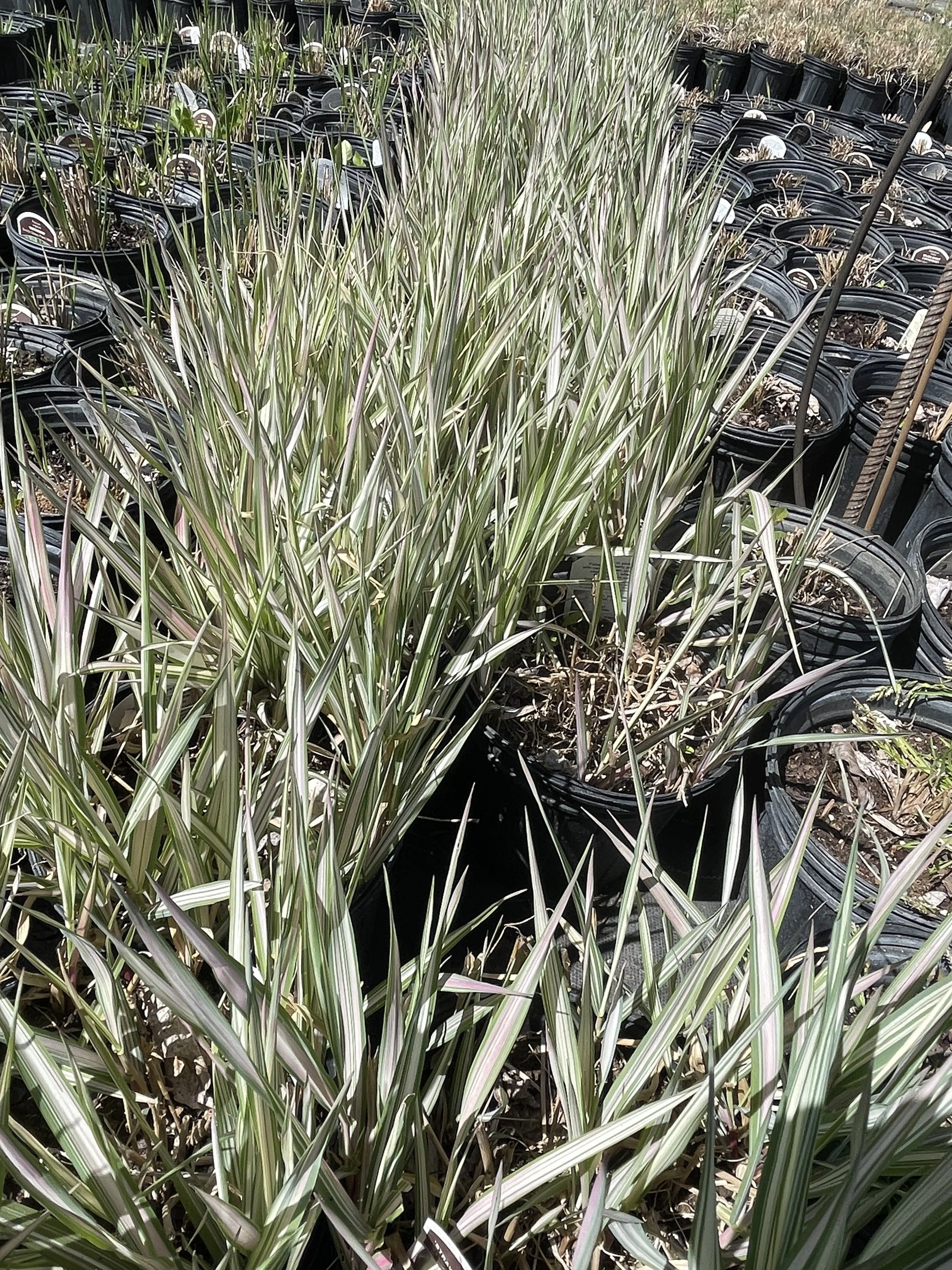 Grass Phalaris 'Strawberries and Cream'