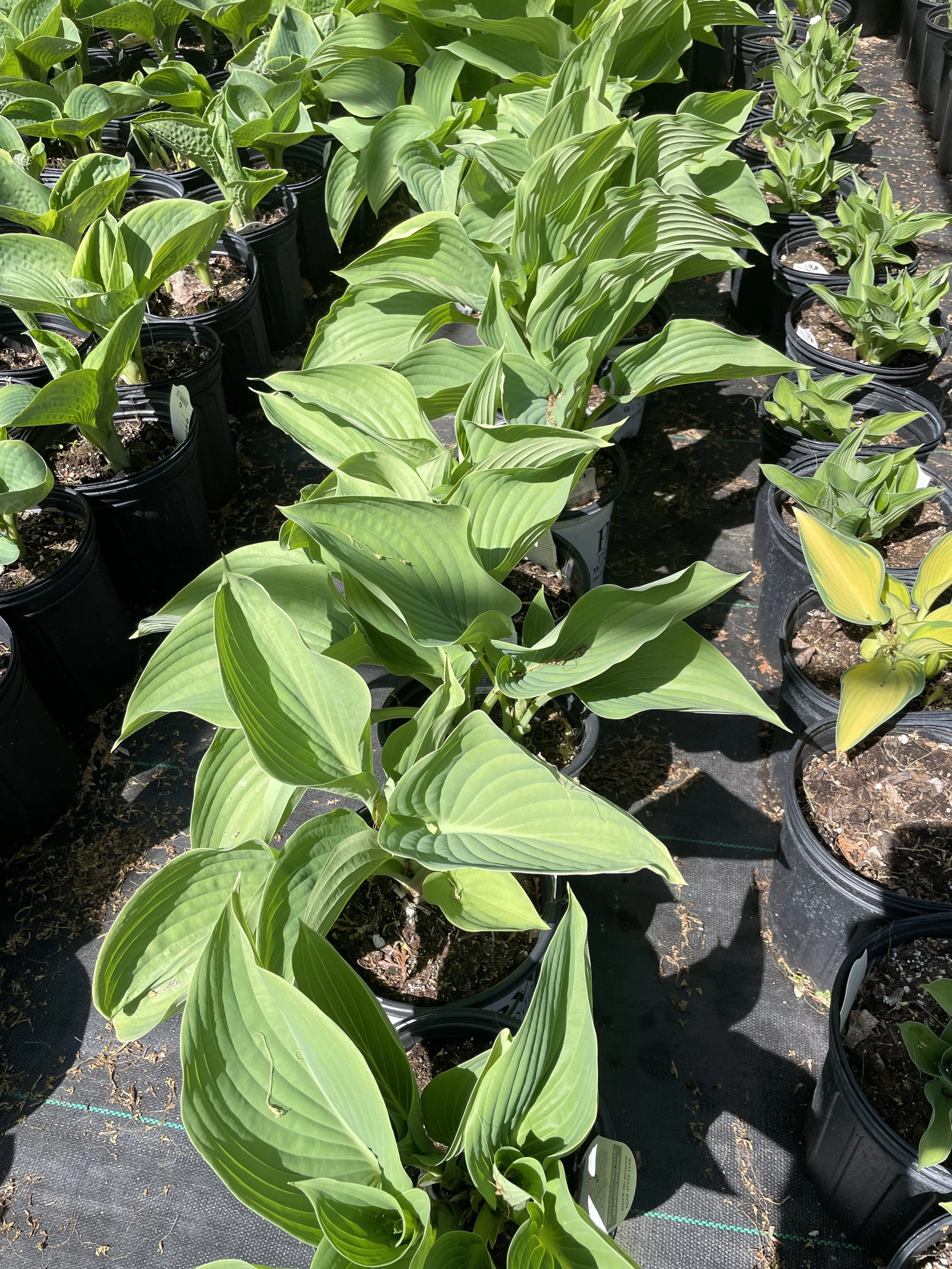 Hosta 'Empress Wu'