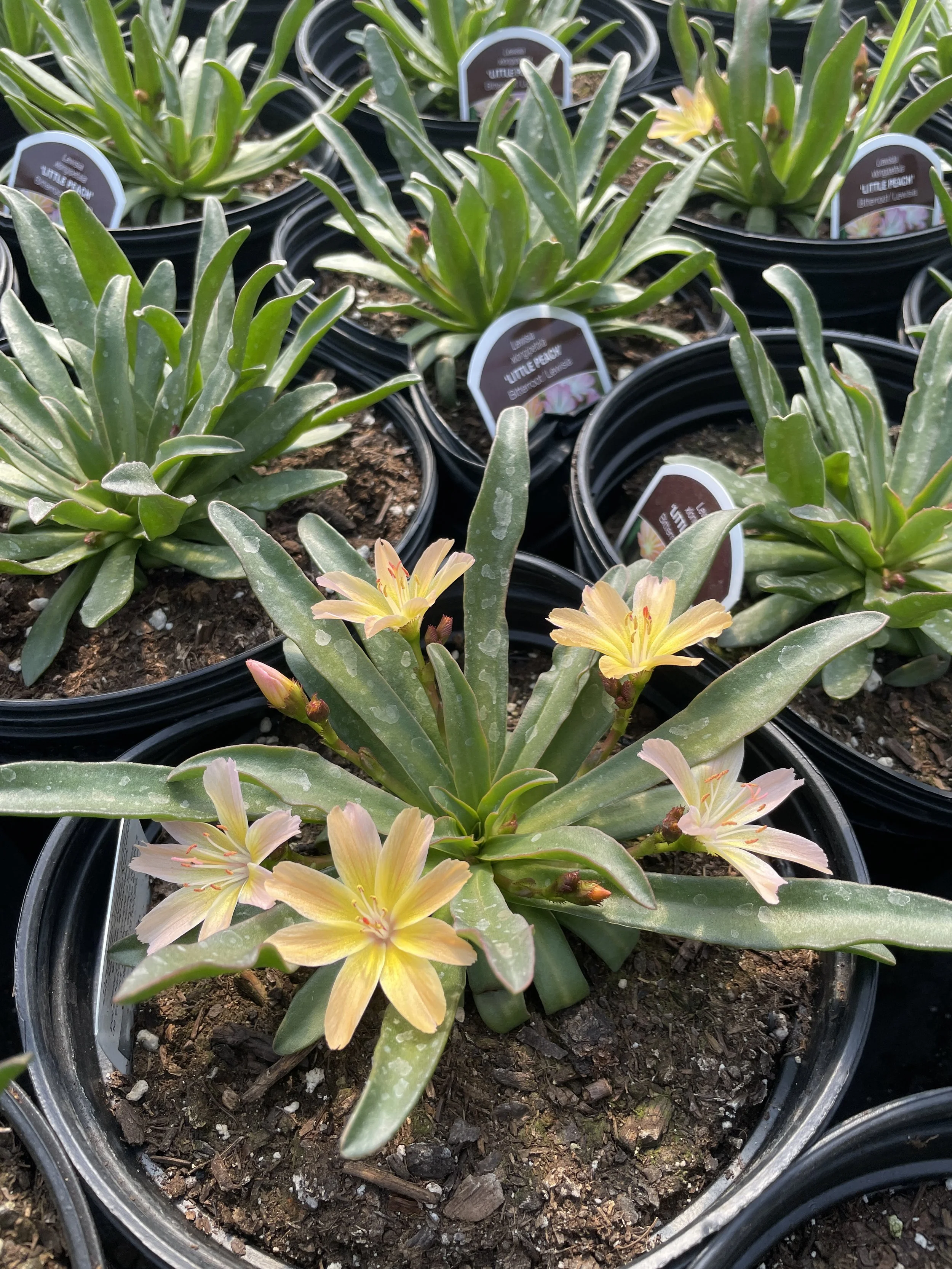 Lewisia 'Little Peach'