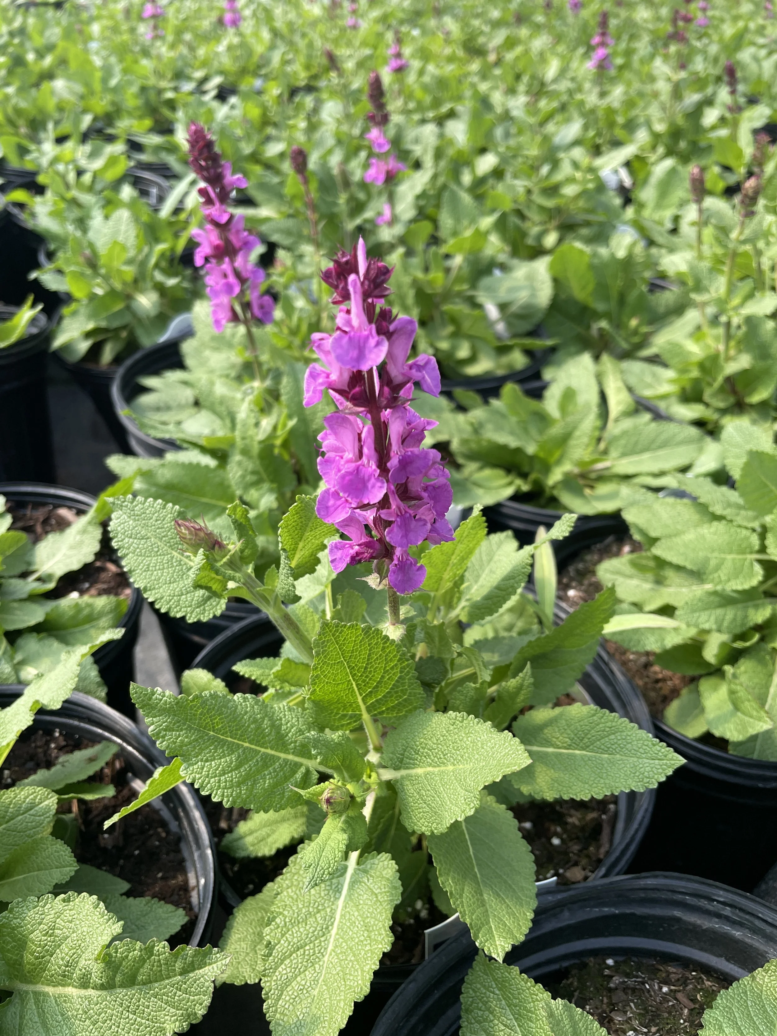 Salvia 'Rose Marvel'