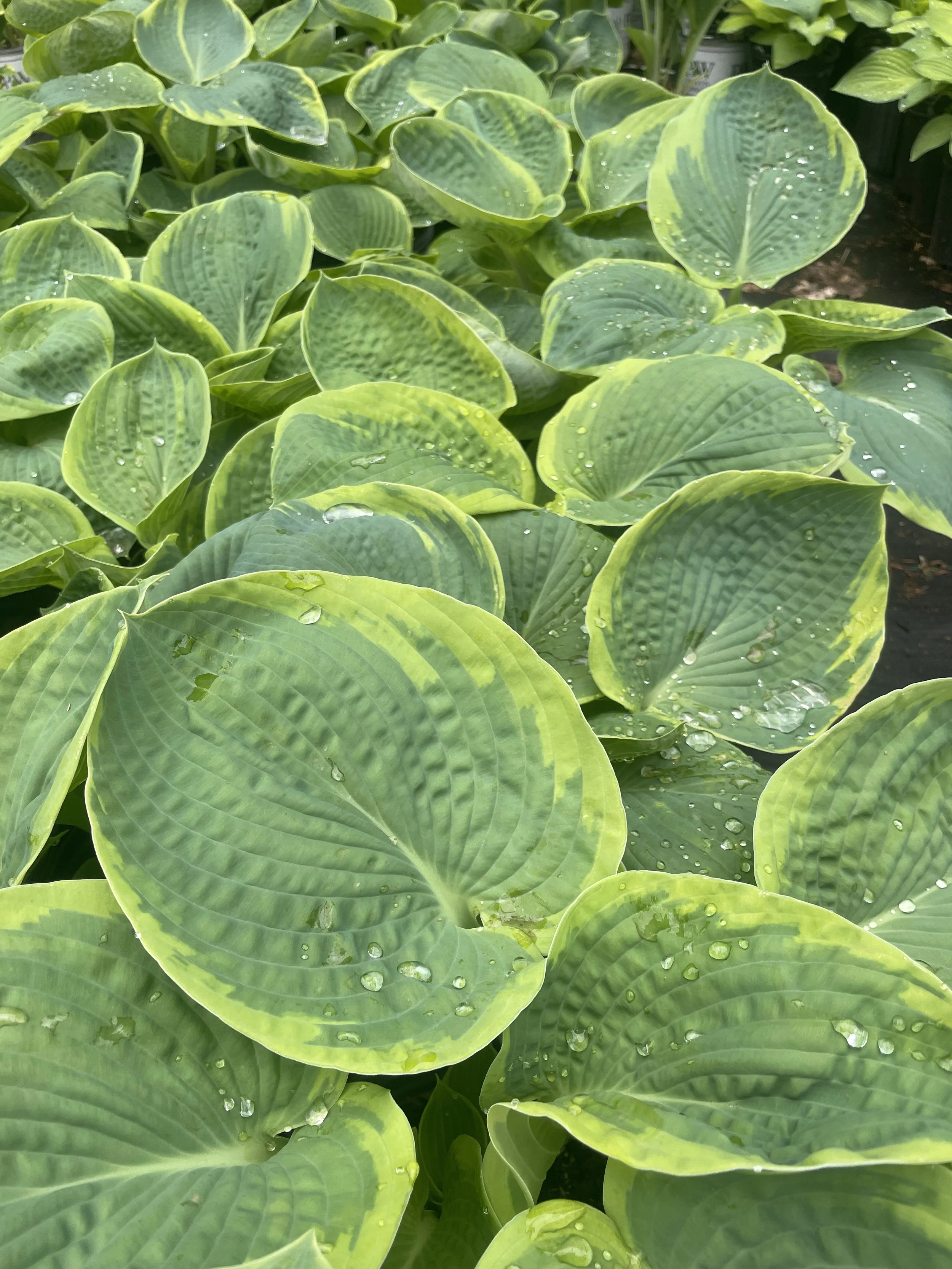Hosta 'Earth Angel'