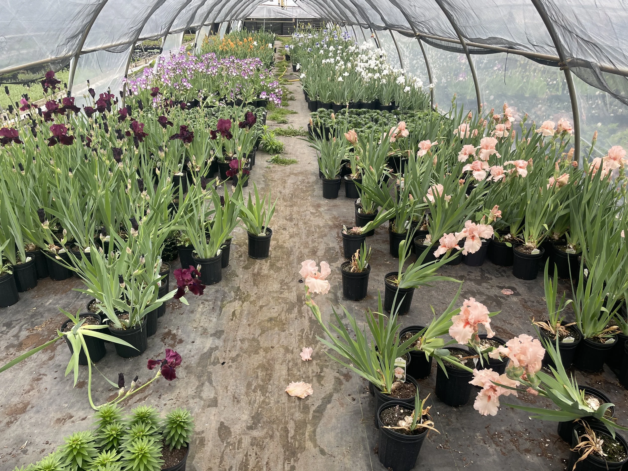 German Iris in peak bloom!