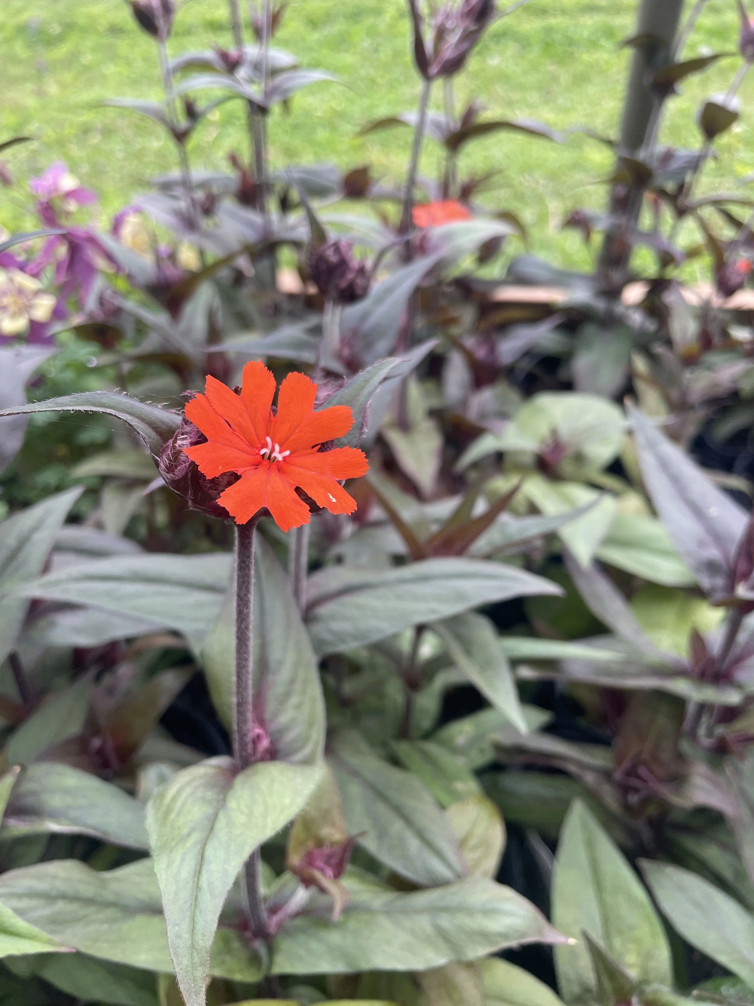 Lychnis 'Orange Gnome'