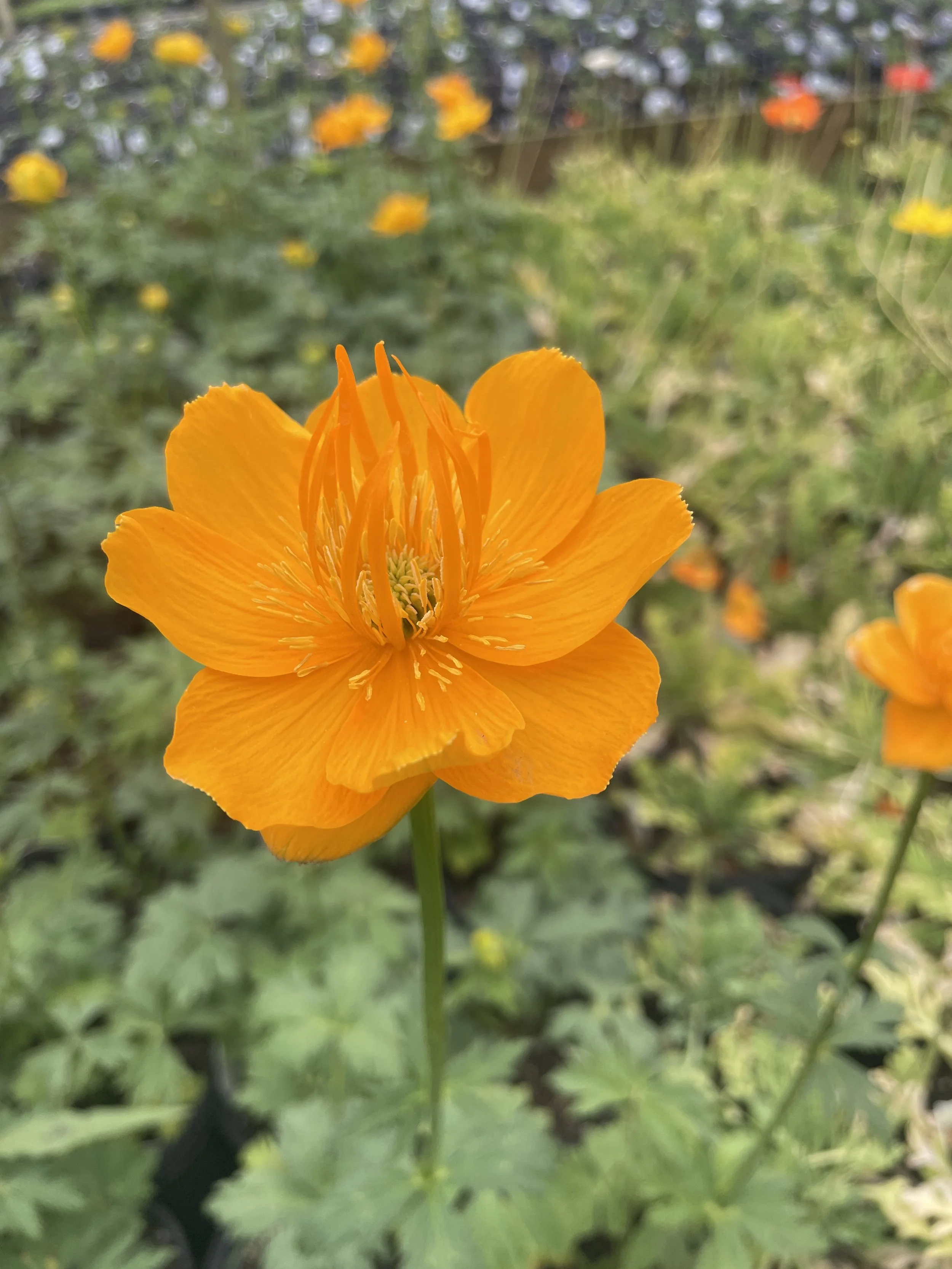 Trollius 'Gold Queen'