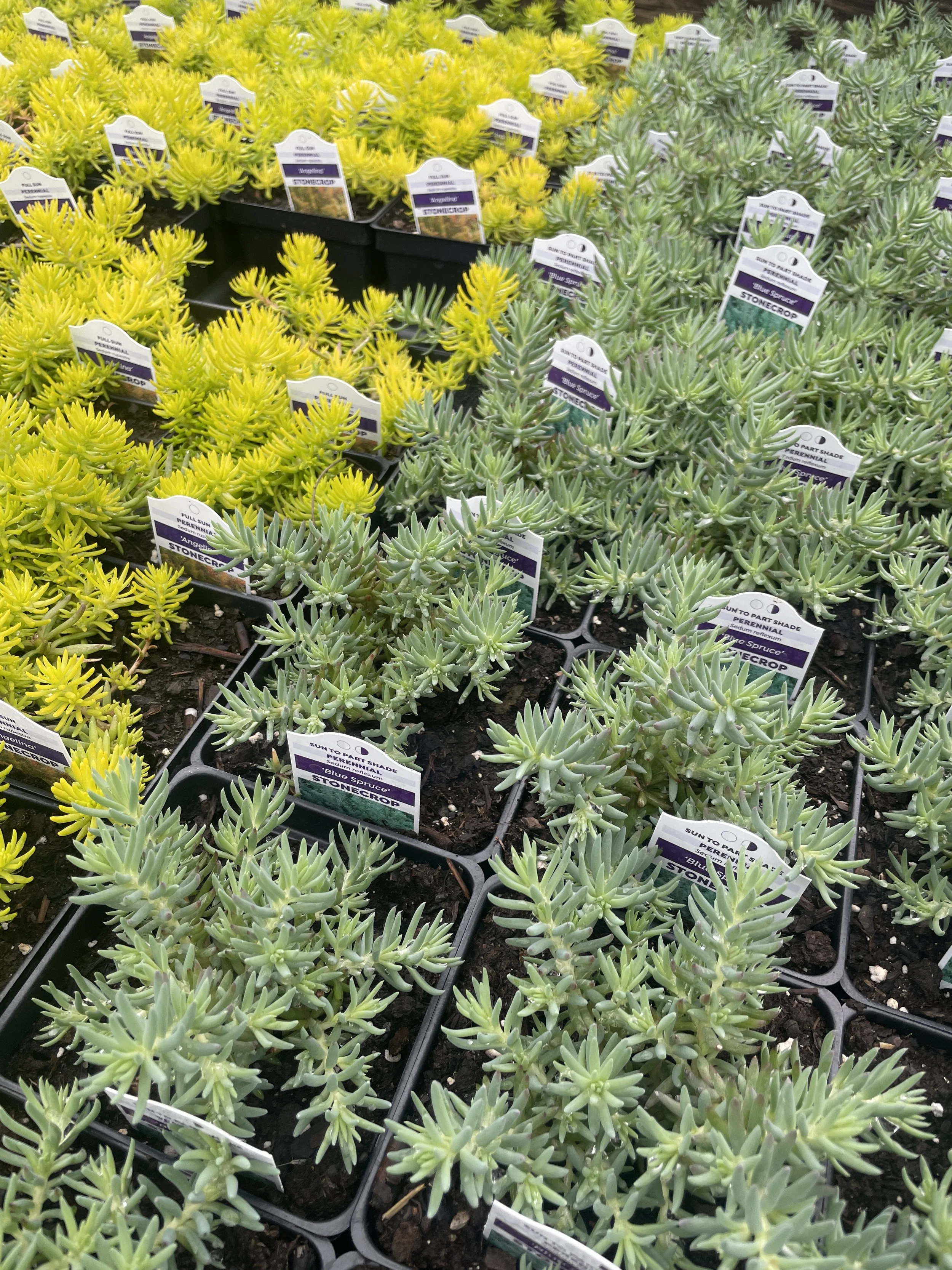 Sedum 'Angelina' and 'Blue Spruce'