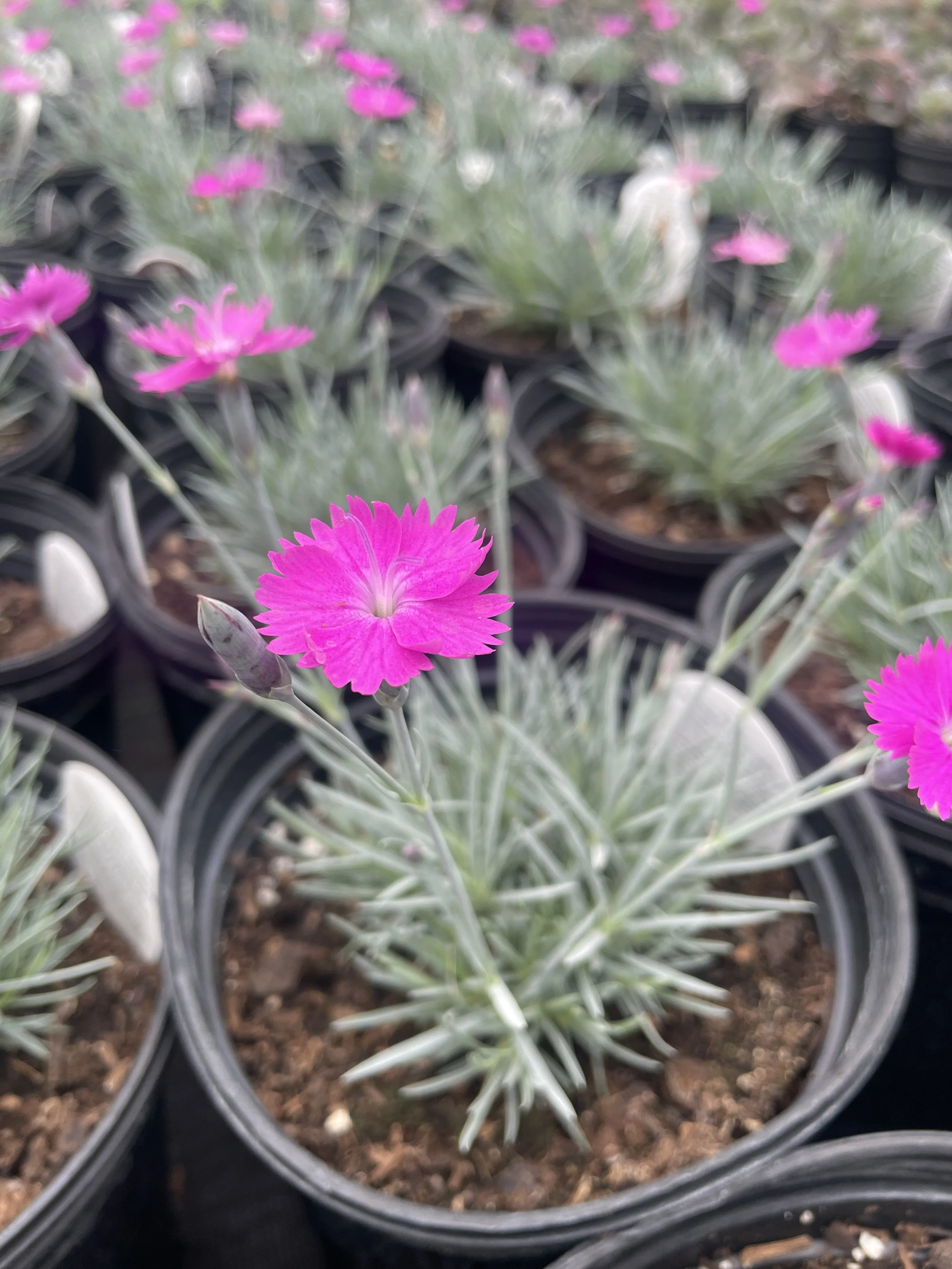 Dianthus 'Firewitch'