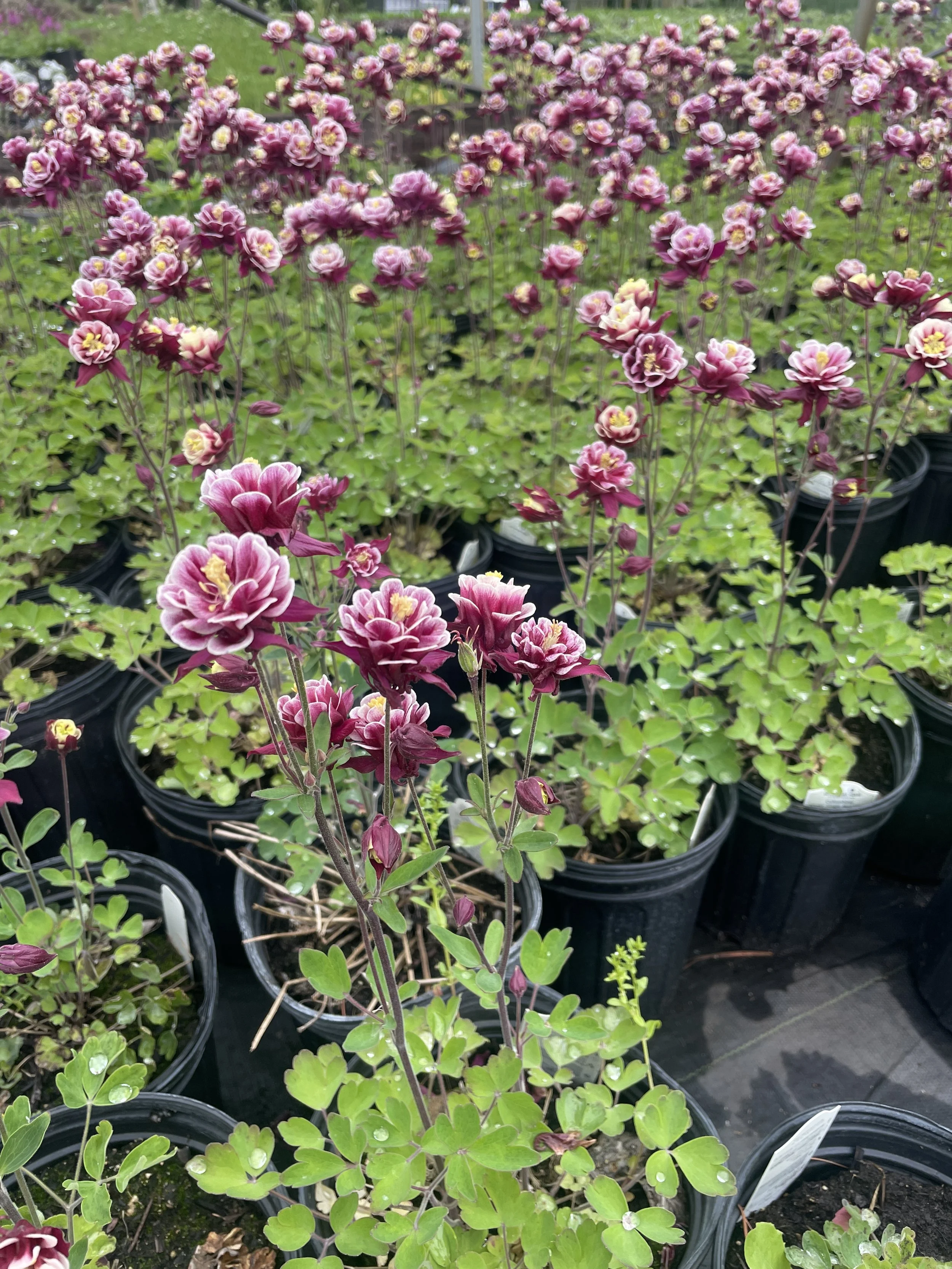 Aquilegia 'Winky Red and White'
