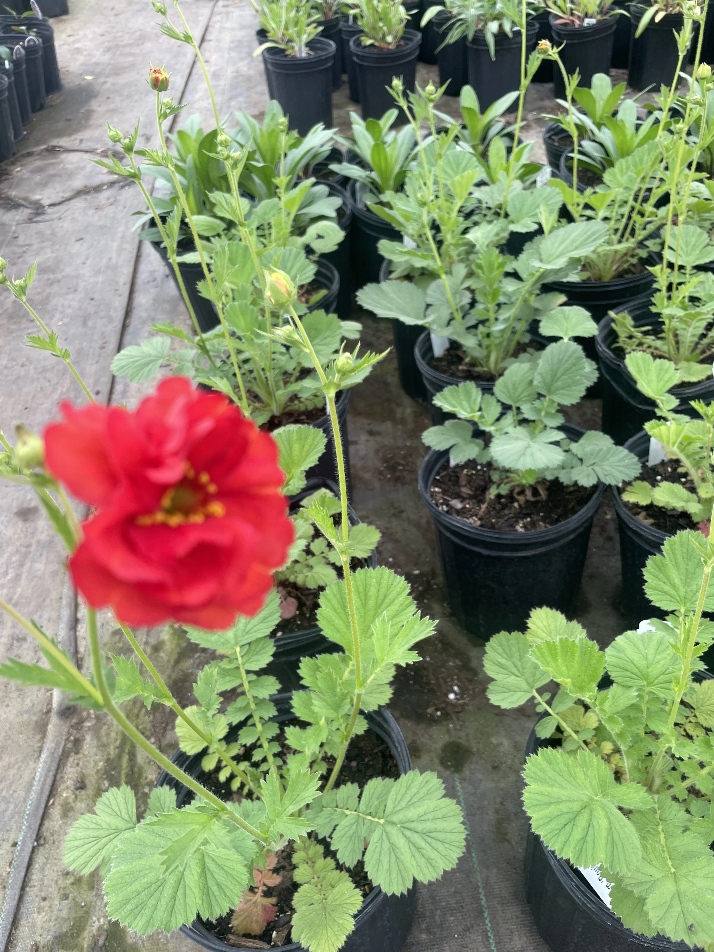 Geum 'Double Bloody Mary'