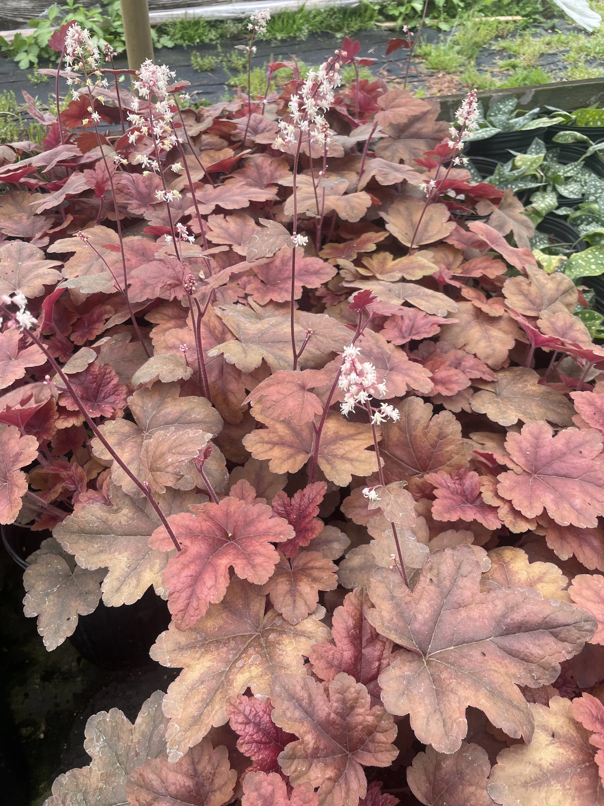 Heuchera 'Brass Lantern'