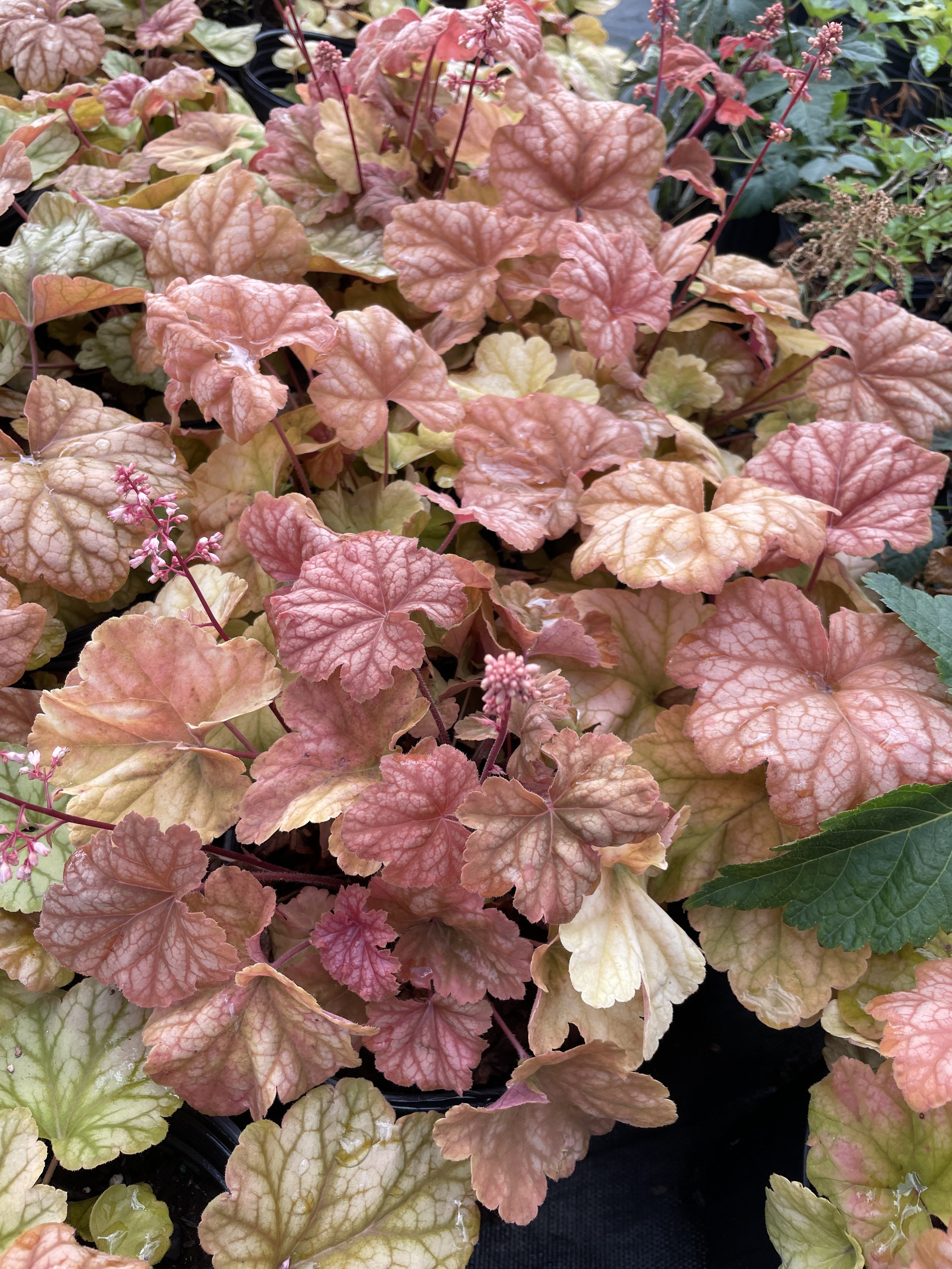 Heuchera 'Champagne'