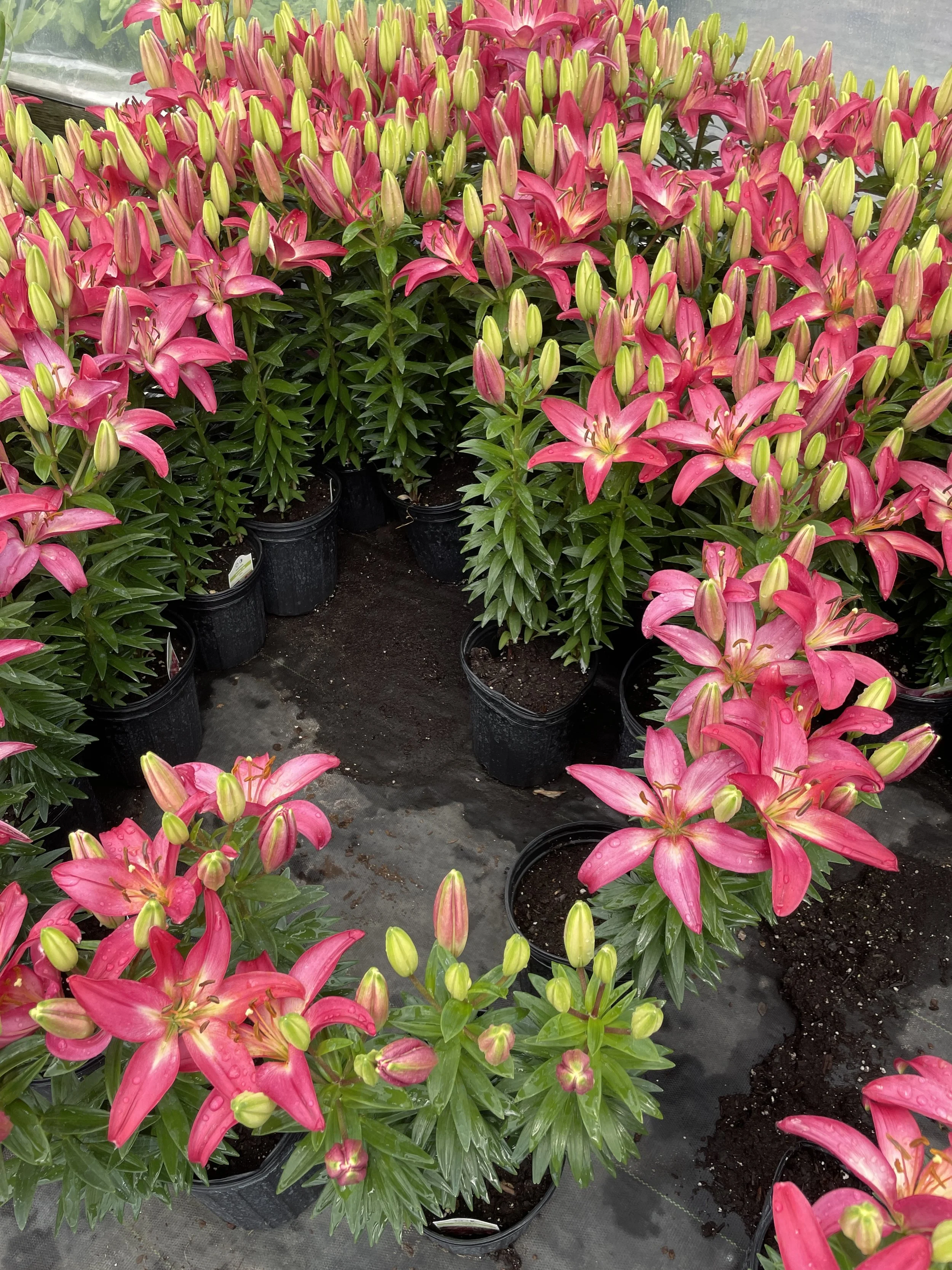 Lily asiatic 'Tiny Diamonds'