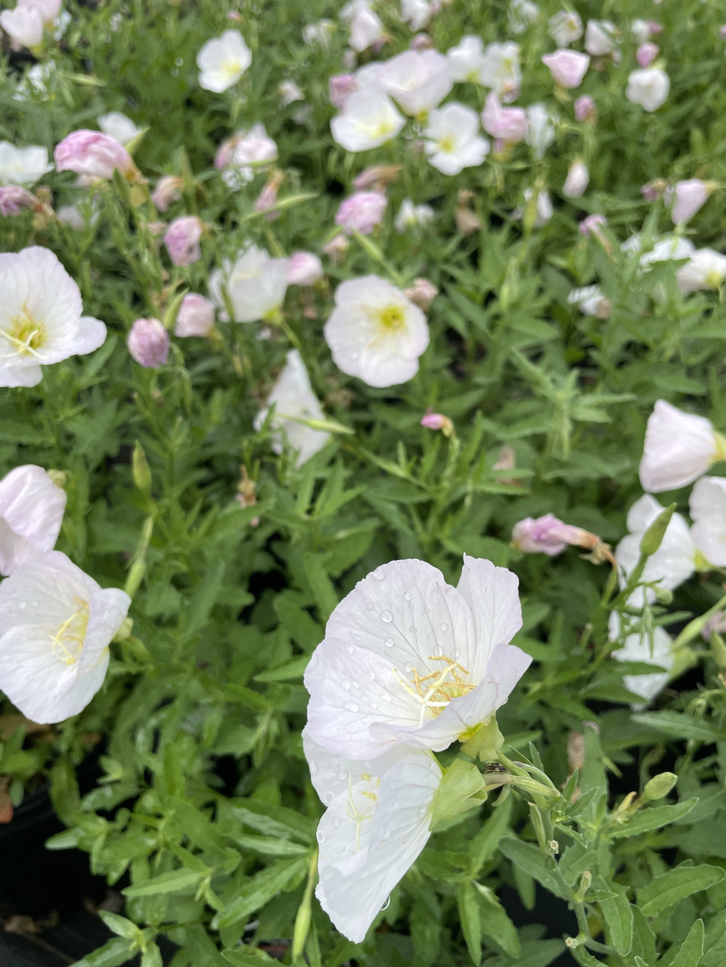 Oenothera 'Siskiyou Pink'
