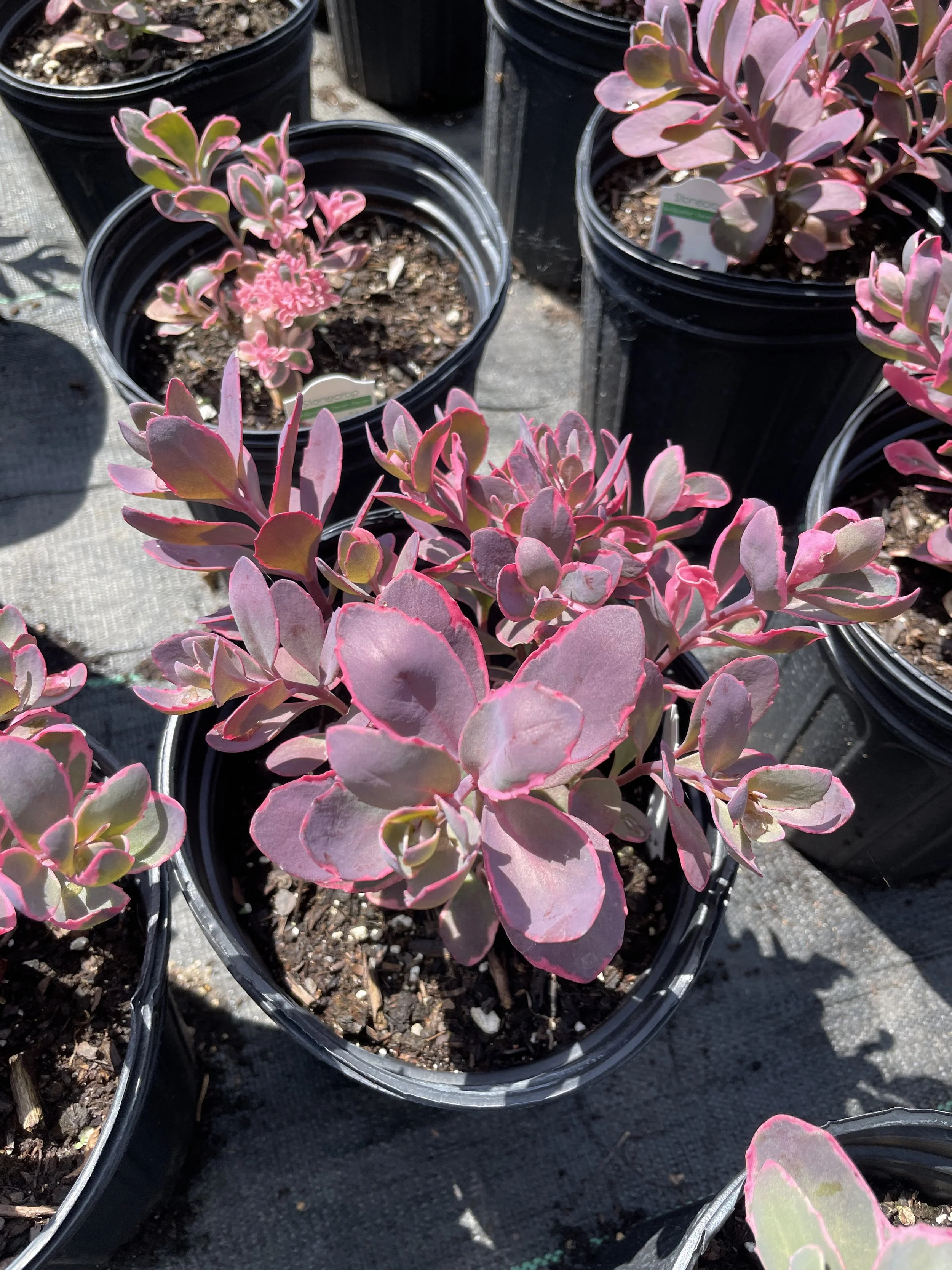 Sedum 'Dream Dazzler'