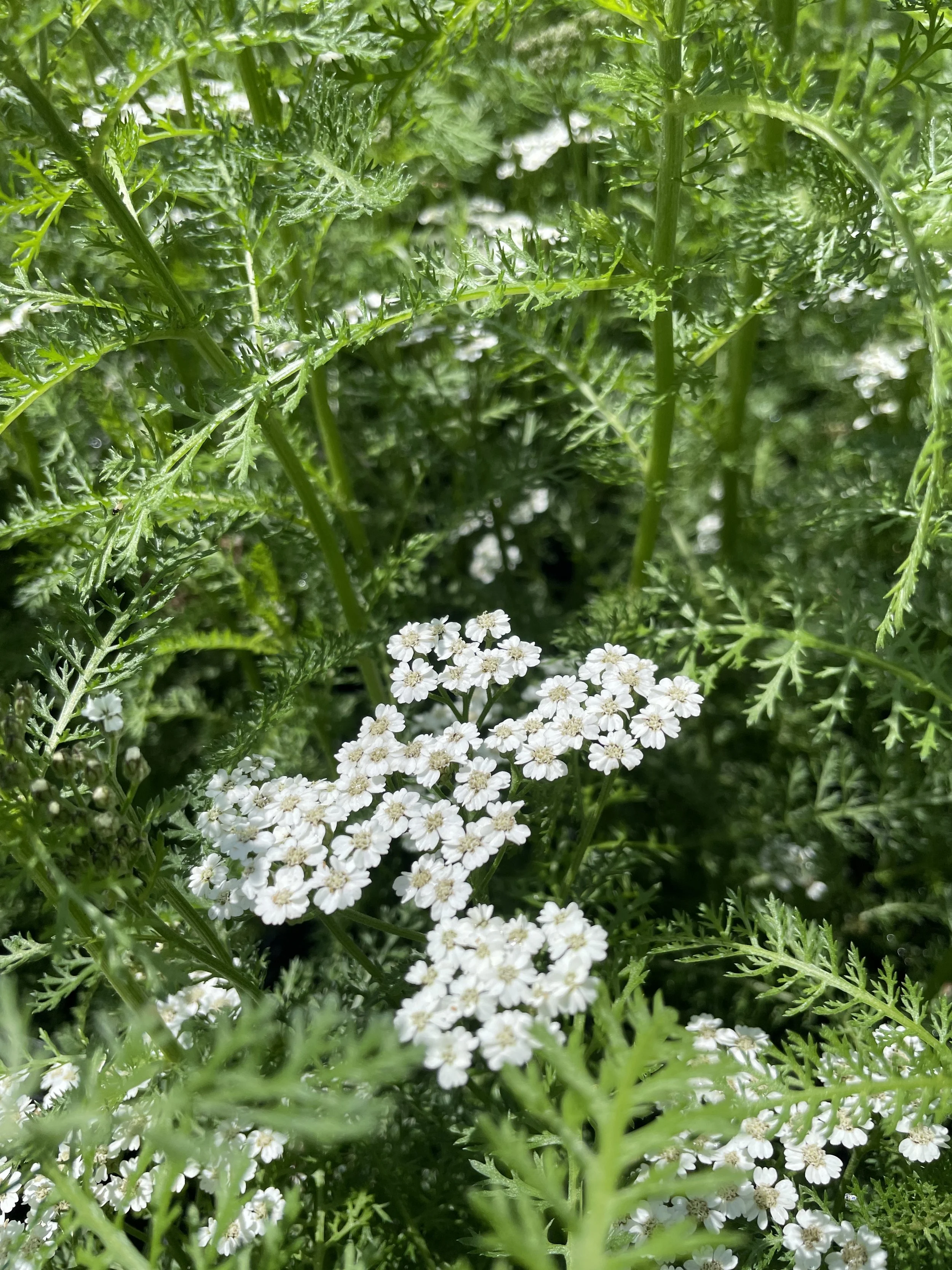 Achillea 'New Vintage White'