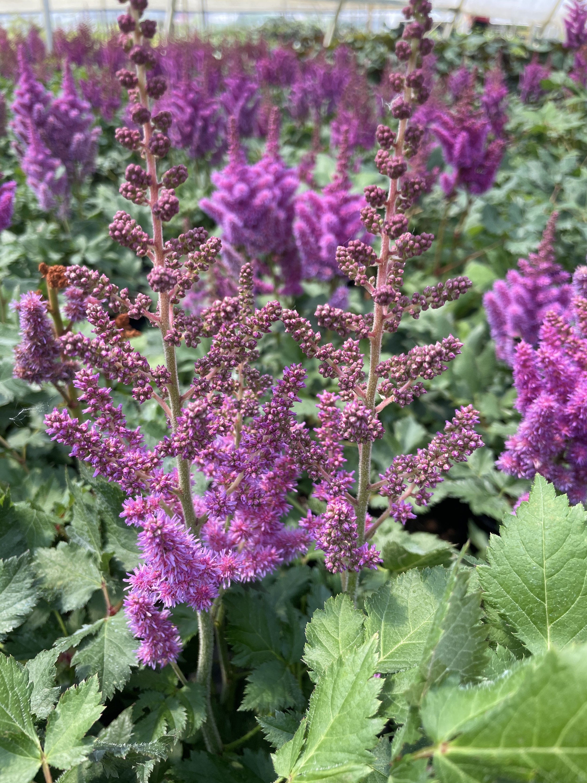 Astilbe 'Visions'