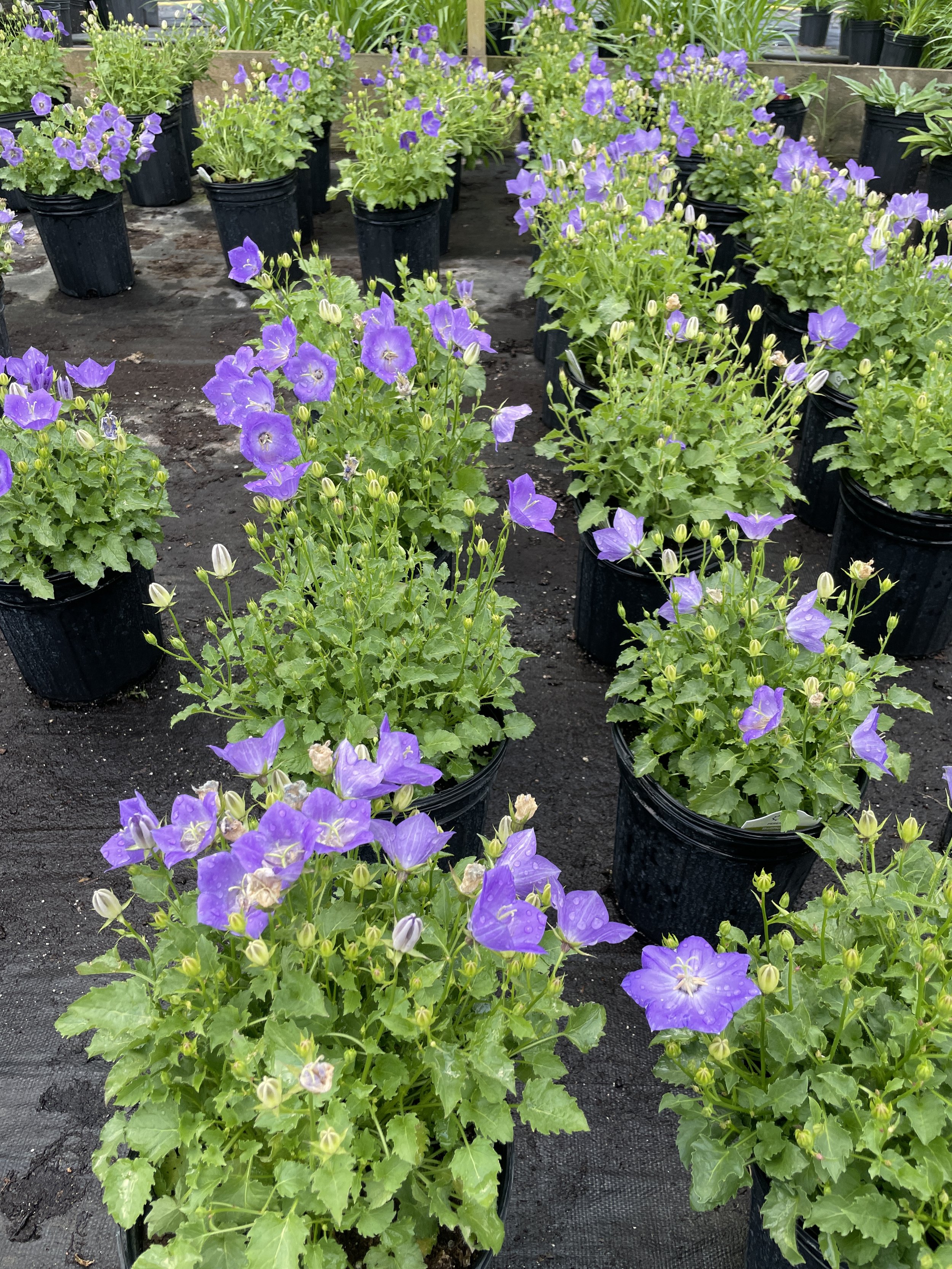 Campanula 'Rapido Blue'