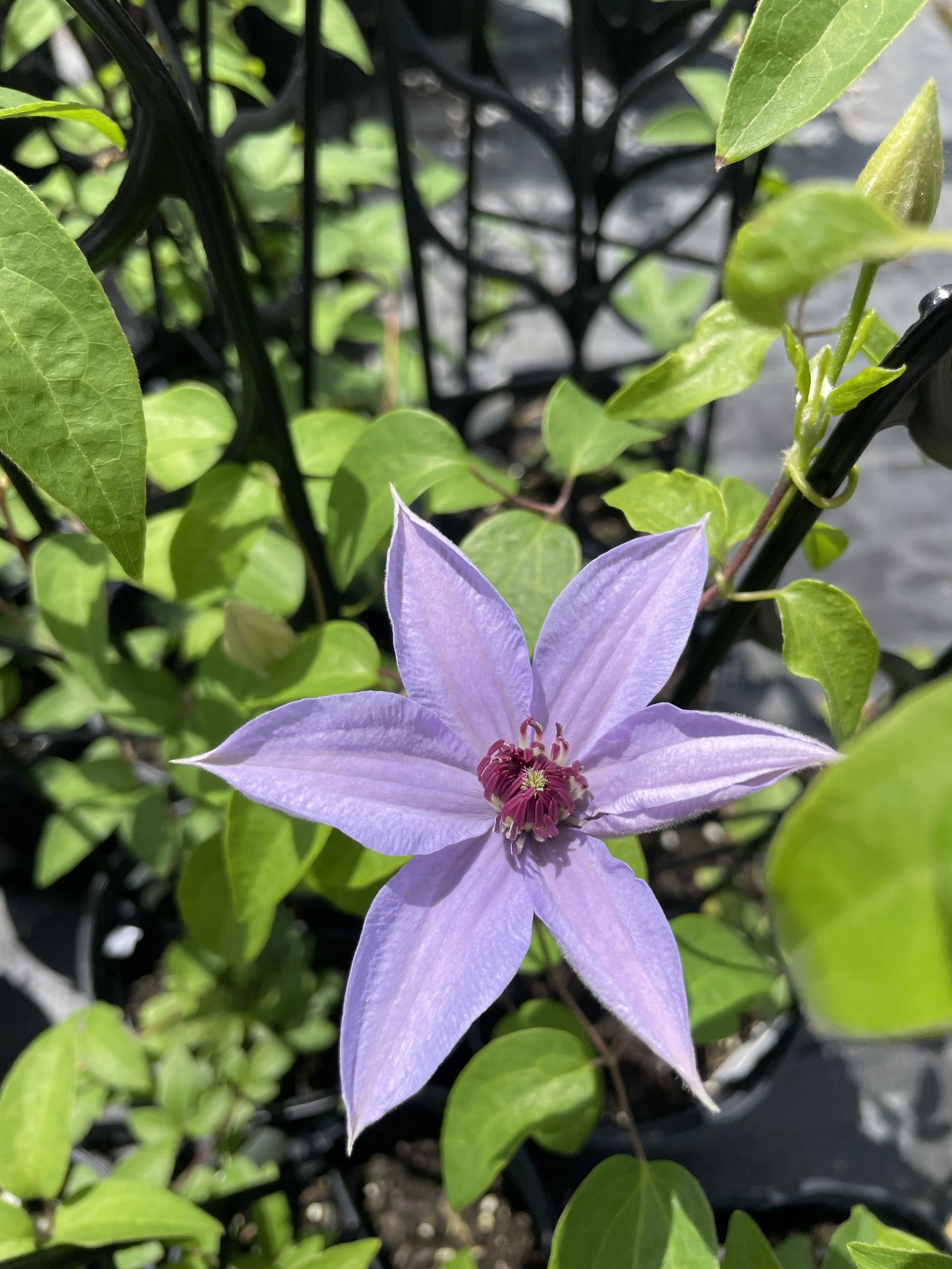 Clematis 'Bernadine'