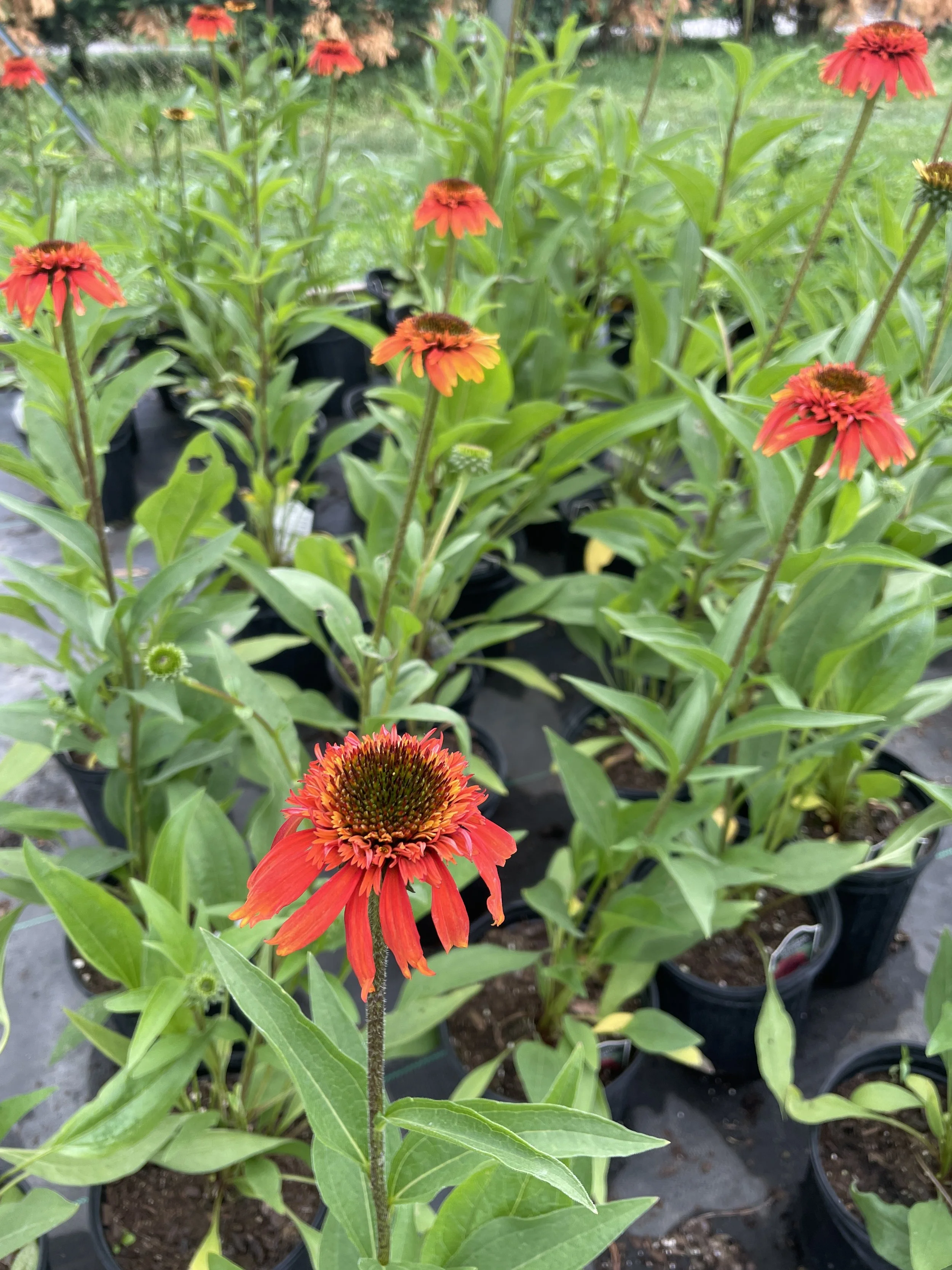 Echinacea 'Sweet Chili'