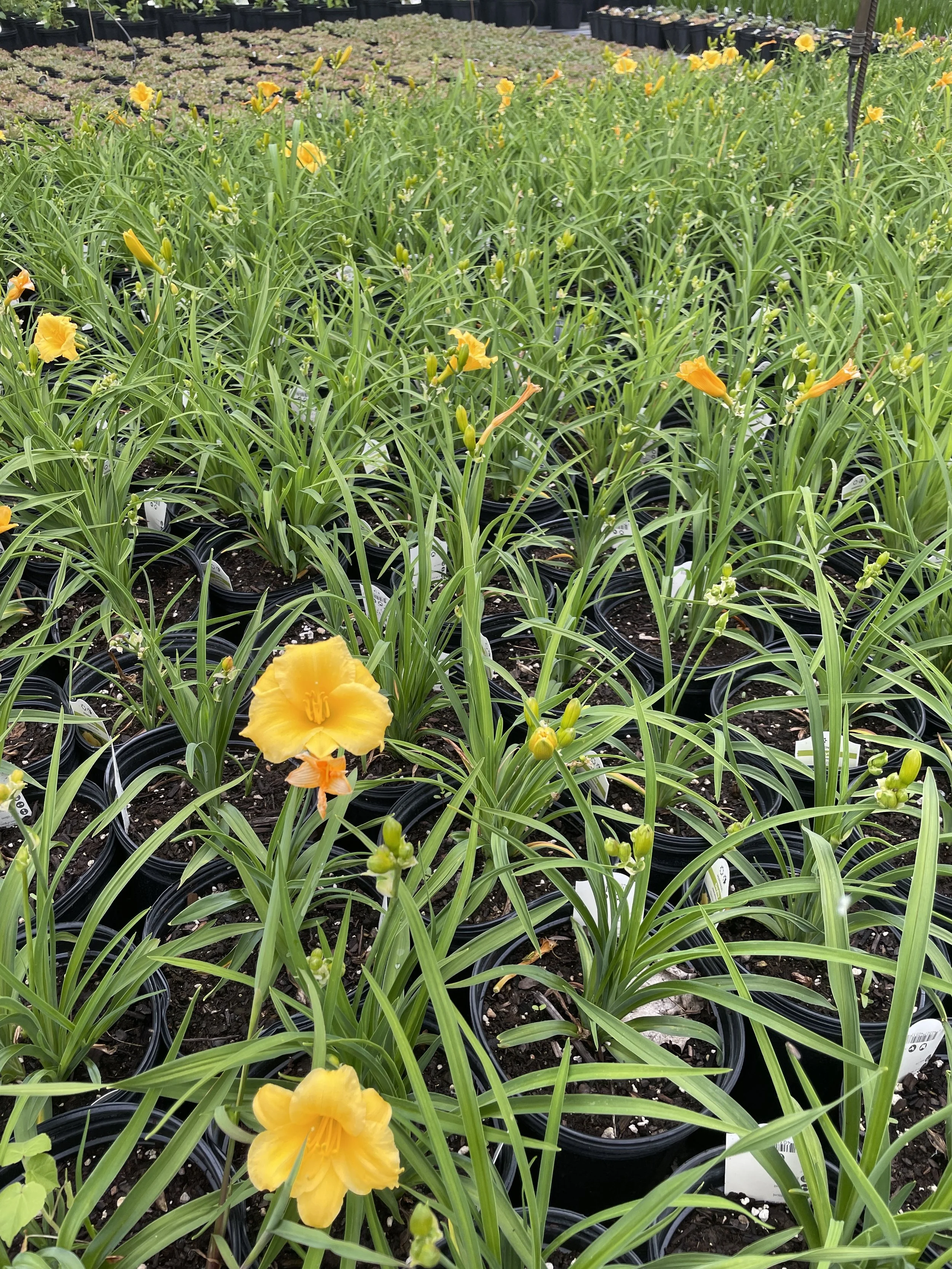 Hemerocallis 'Stella D'Oro'